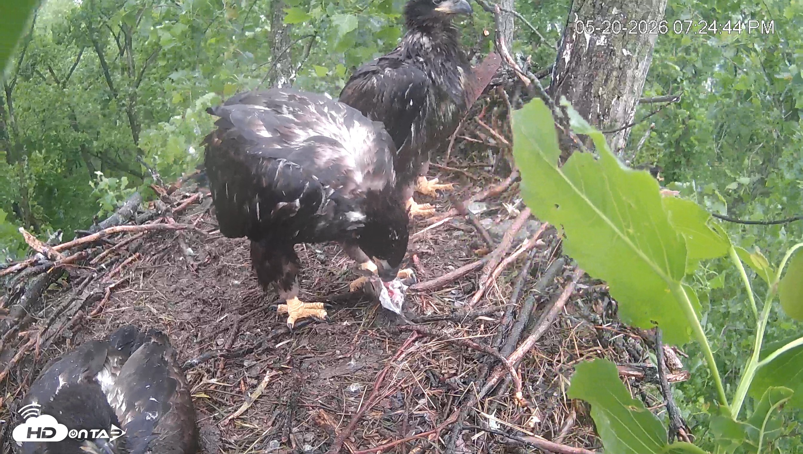 Snapshot of Cardinal Land Conservancy Eagles Live Webcam taken May 20, 2026, 7:25pm EDT