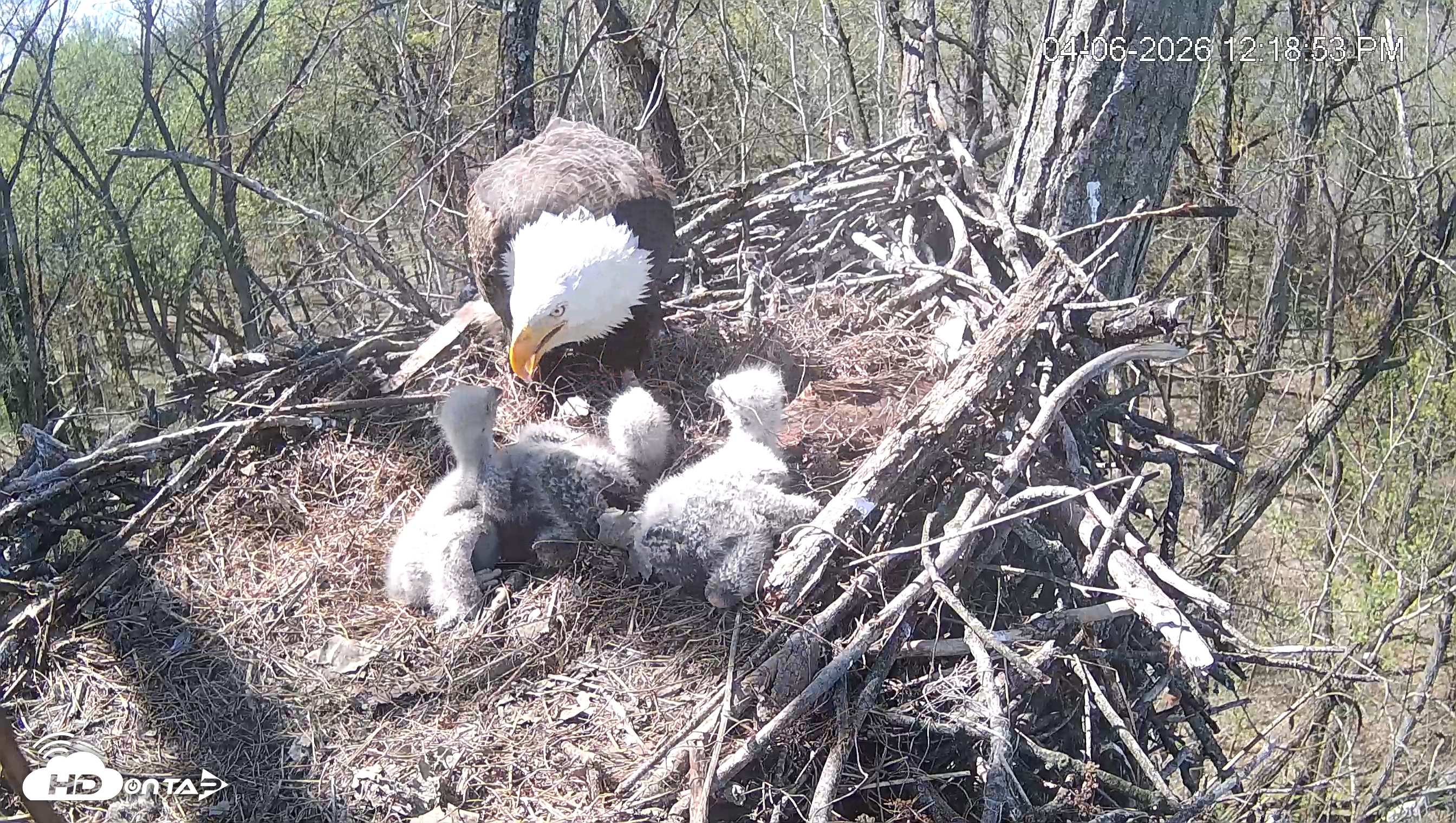 Snapshot of Cardinal Land Conservancy Eagles Live Webcam taken Apr 6, 2026, 12:19pm EDT