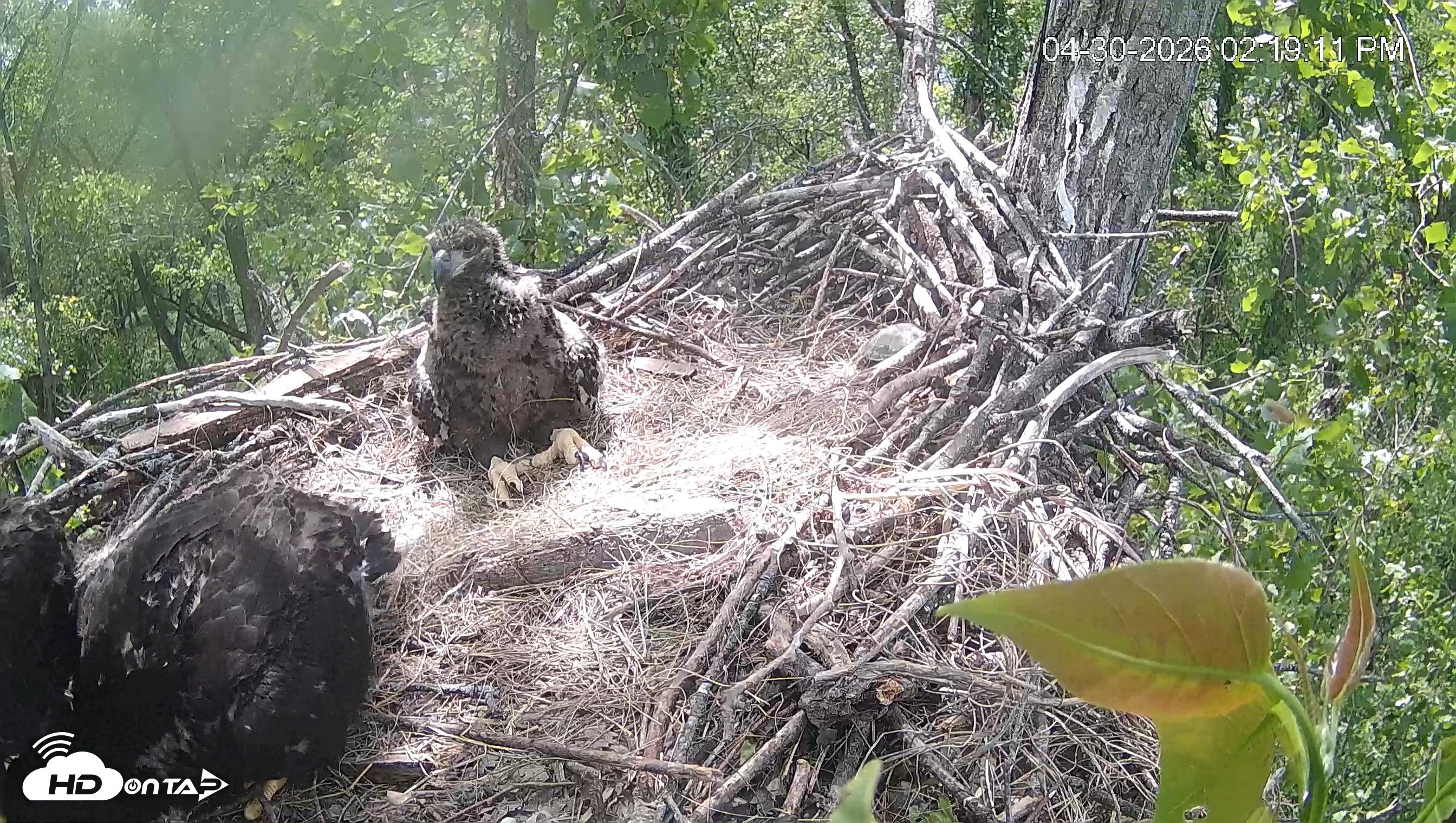 Snapshot of Cardinal Land Conservancy Eagles Live Webcam taken Apr 30, 2026, 2:19pm EDT