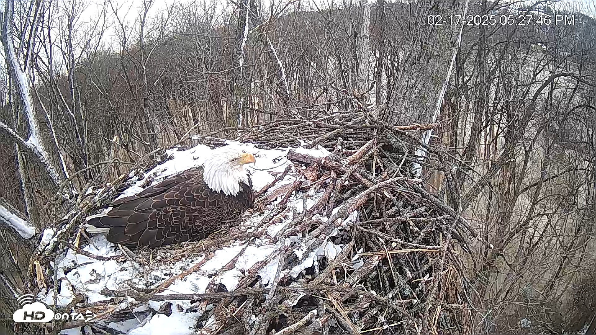 Snapshot of Cardinal Land Conservancy Eagles Live Webcam taken Feb 17, 2025, 5:28pm EST