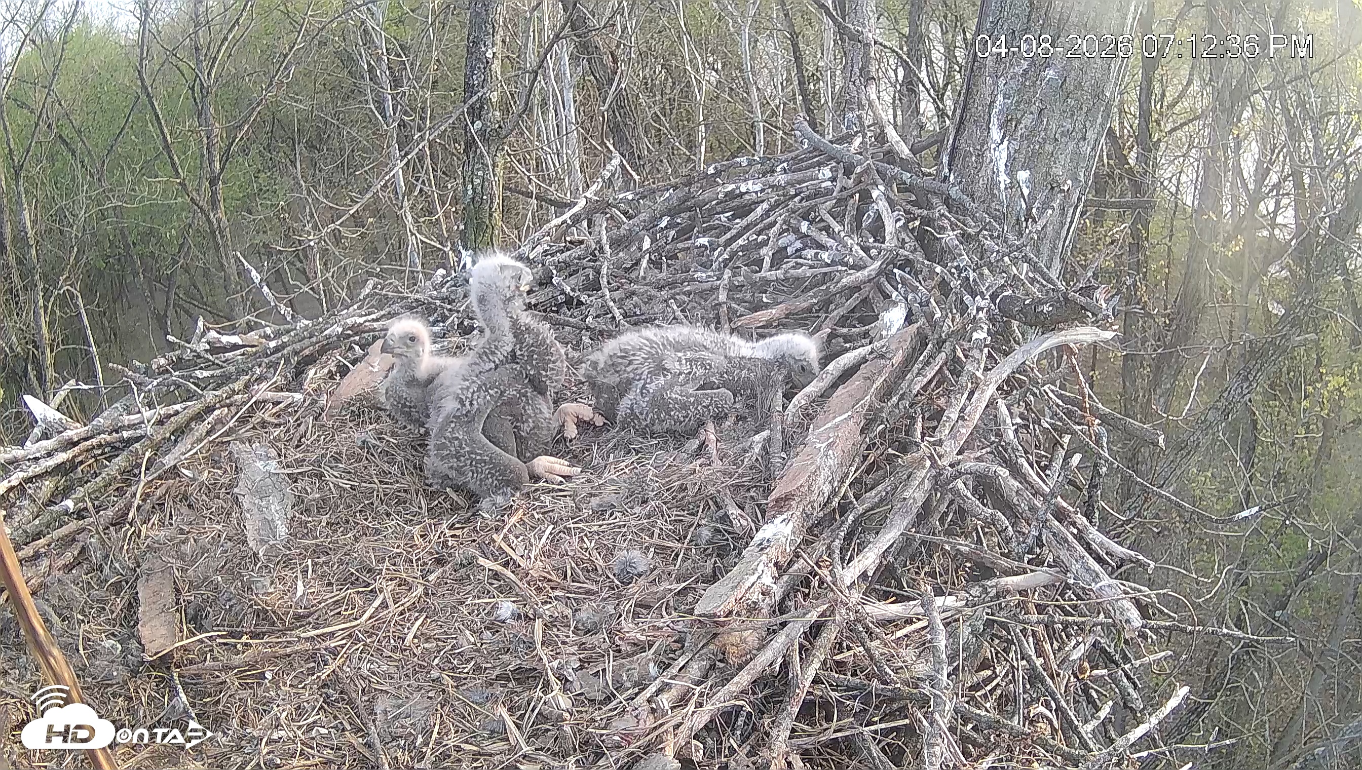 Snapshot of Cardinal Land Conservancy Eagles Live Webcam taken Apr 8, 2026, 7:13pm EDT