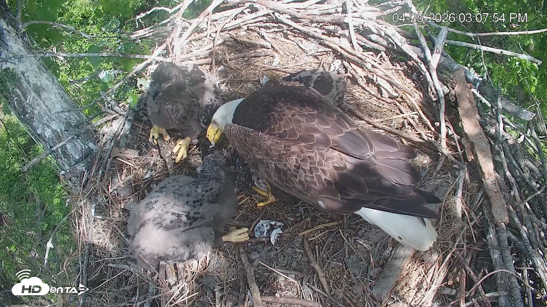 Snapshot of Cardinal Land Conservancy Eagles Live Webcam taken Apr 25, 2026, 3:08pm EDT