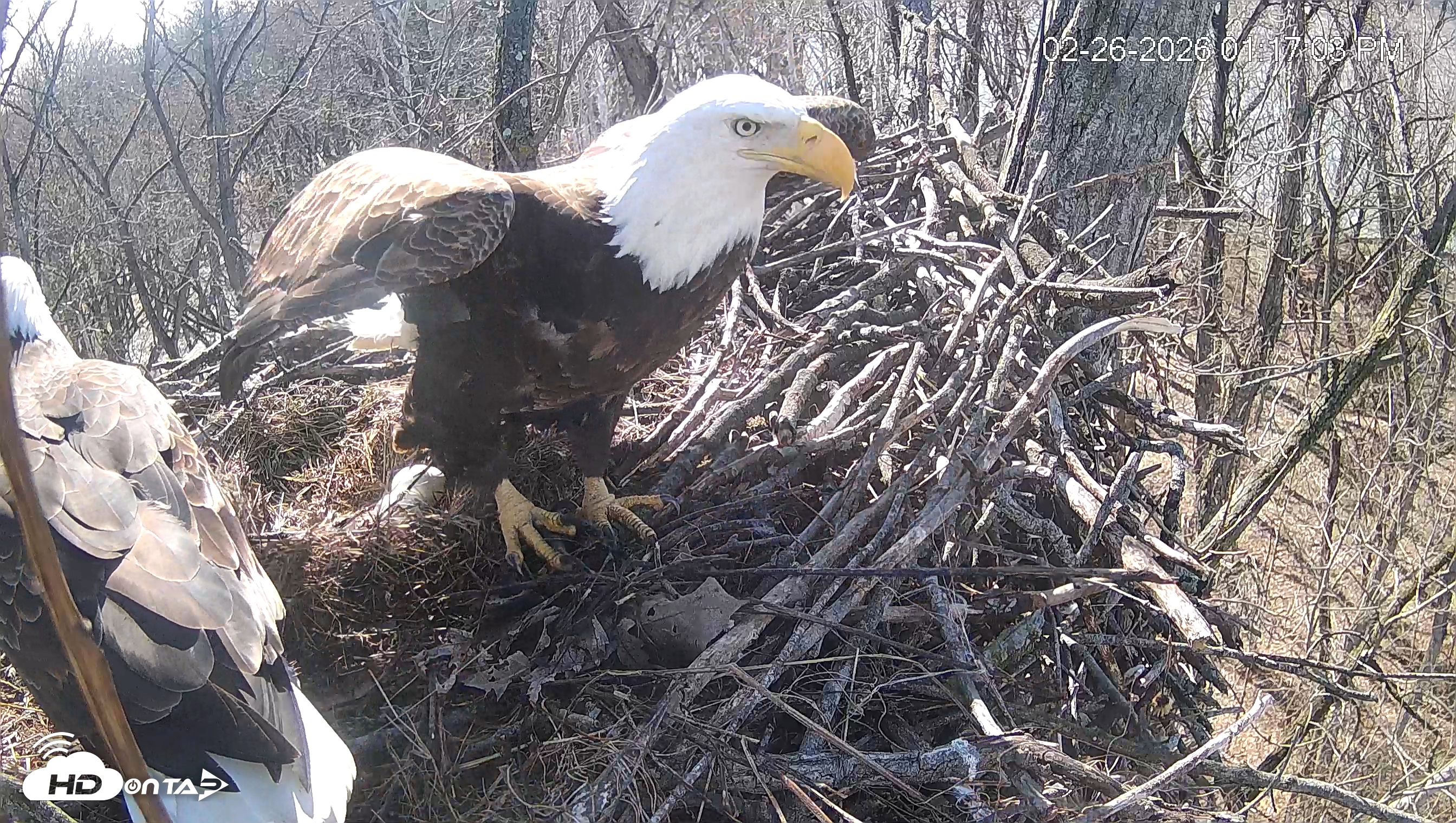 Snapshot of Cardinal Land Conservancy Eagles Live Webcam taken Feb 26, 2026, 1:17pm EST