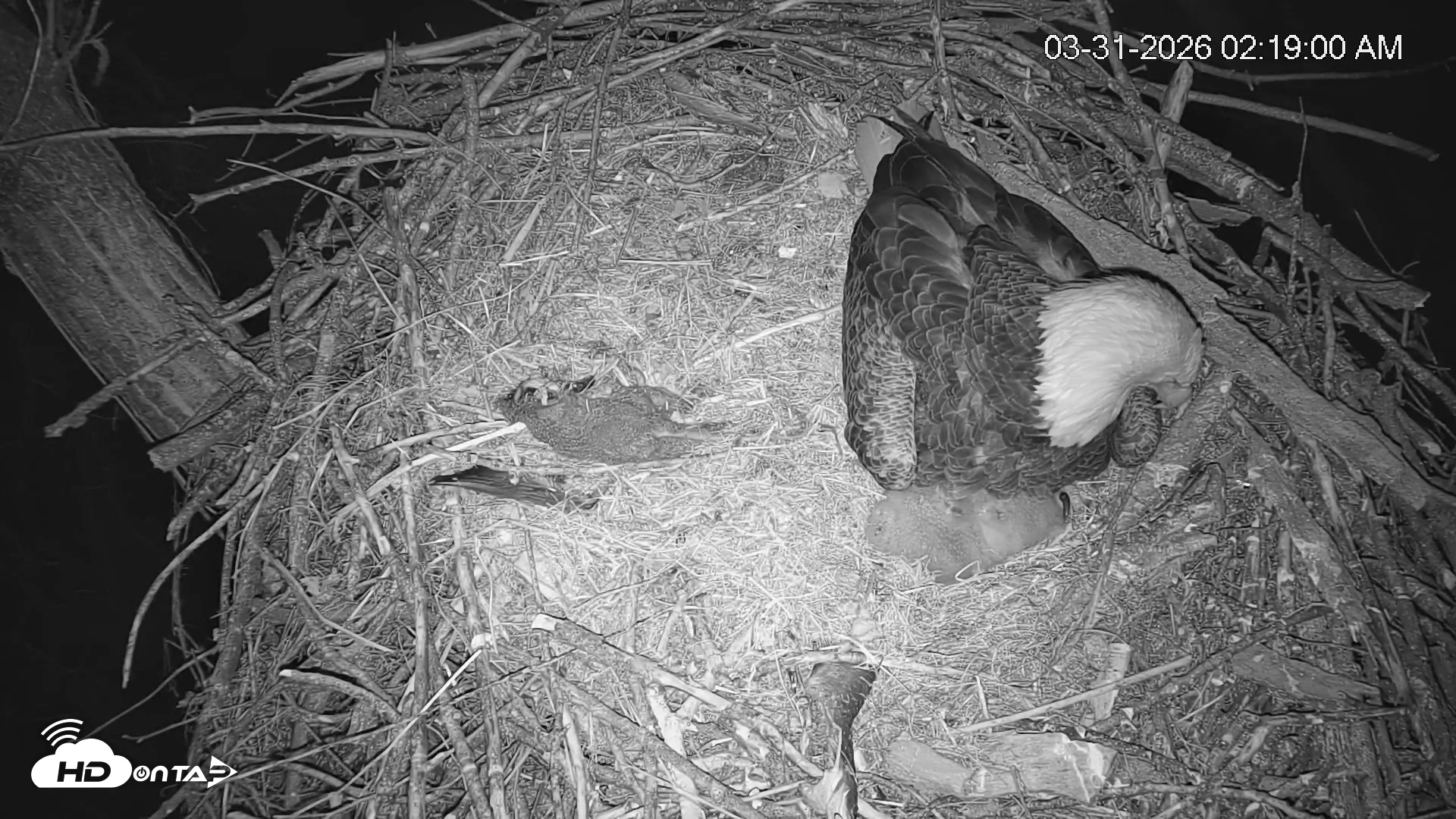 Snapshot of Cardinal Land Conservancy Eagles Live Webcam taken Mar 31, 2026, 2:19am EDT