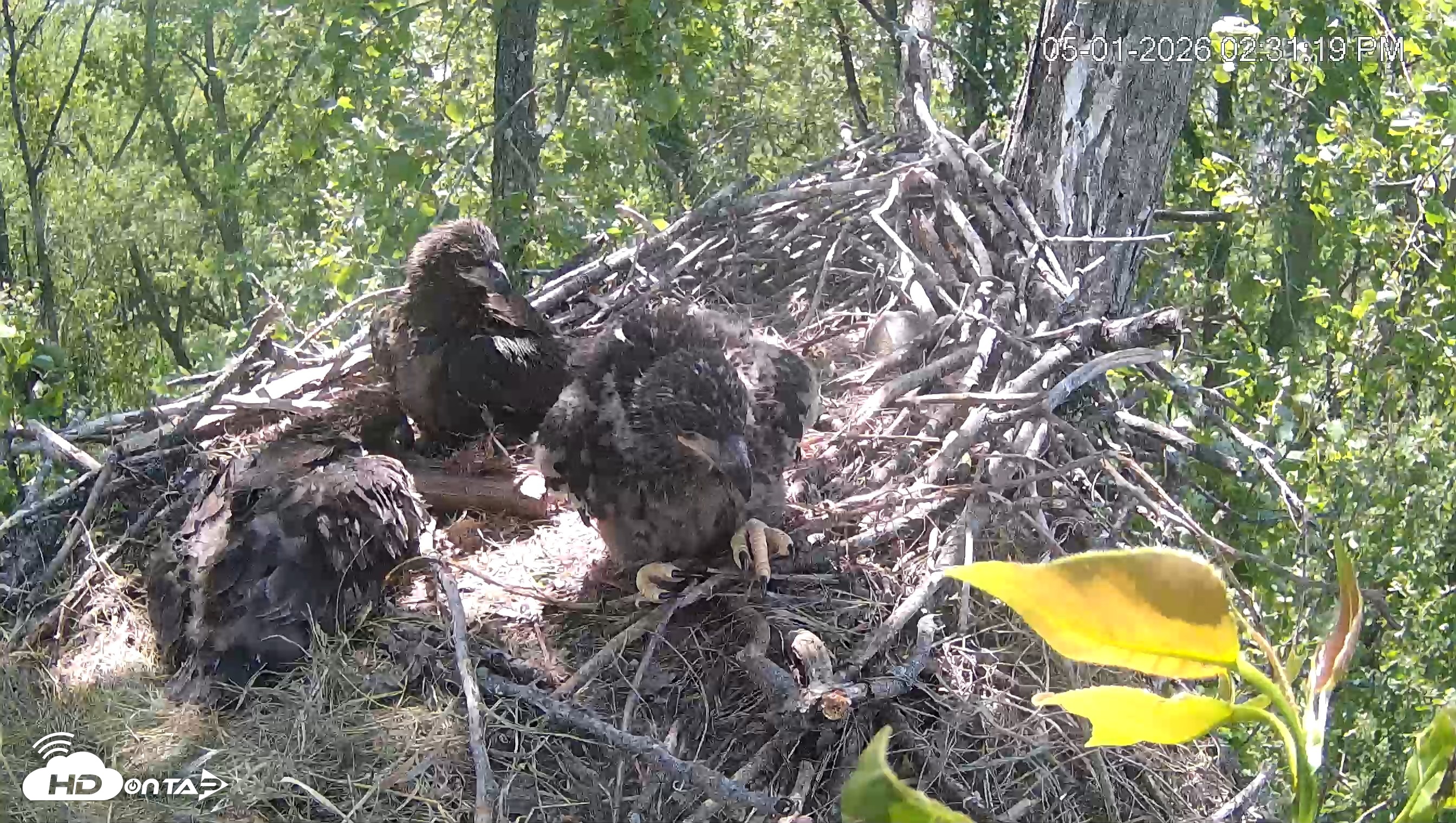 Snapshot of Cardinal Land Conservancy Eagles Live Webcam taken May 1, 2026, 2:32pm EDT