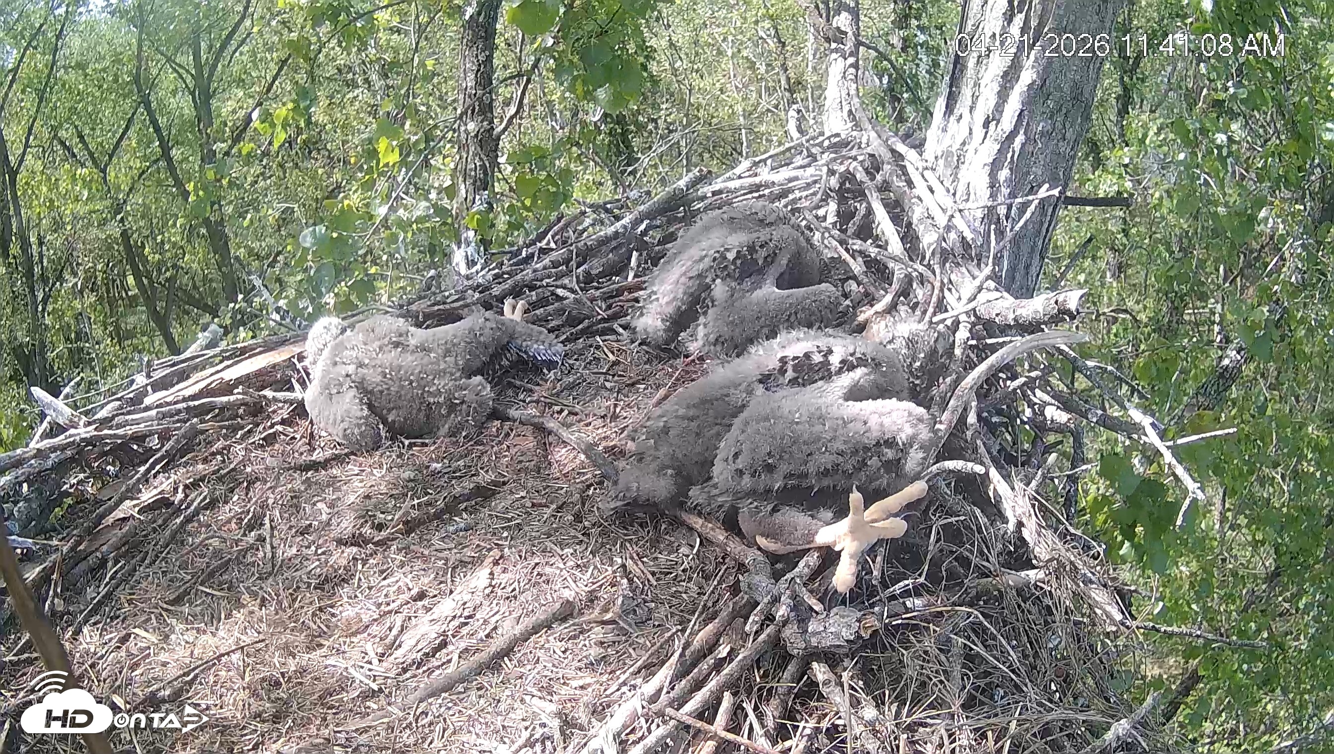 Snapshot of Cardinal Land Conservancy Eagles Live Webcam taken Apr 21, 2026, 11:42am EDT