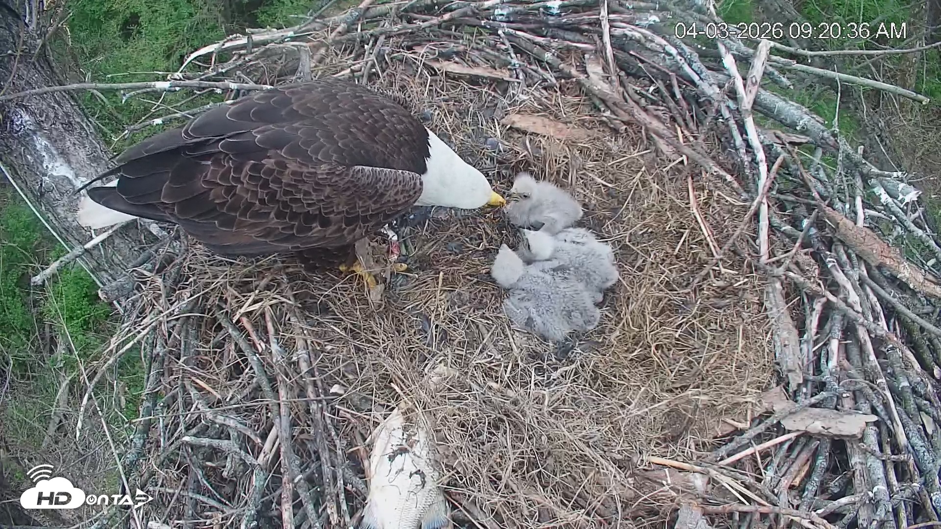Snapshot of Cardinal Land Conservancy Eagles Live Webcam taken Apr 3, 2026, 9:21am EDT