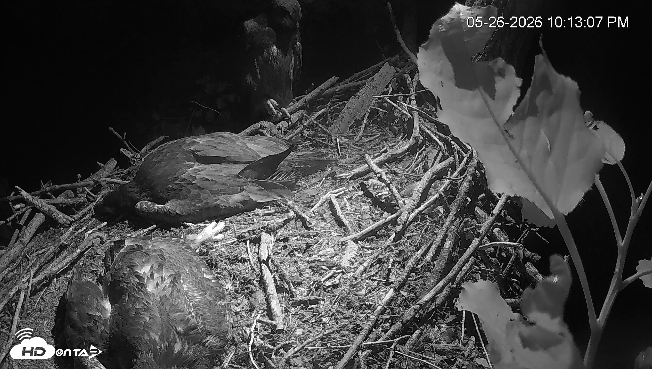 Snapshot of Cardinal Land Conservancy Eagles Live Webcam taken May 26, 2026, 10:13pm EDT