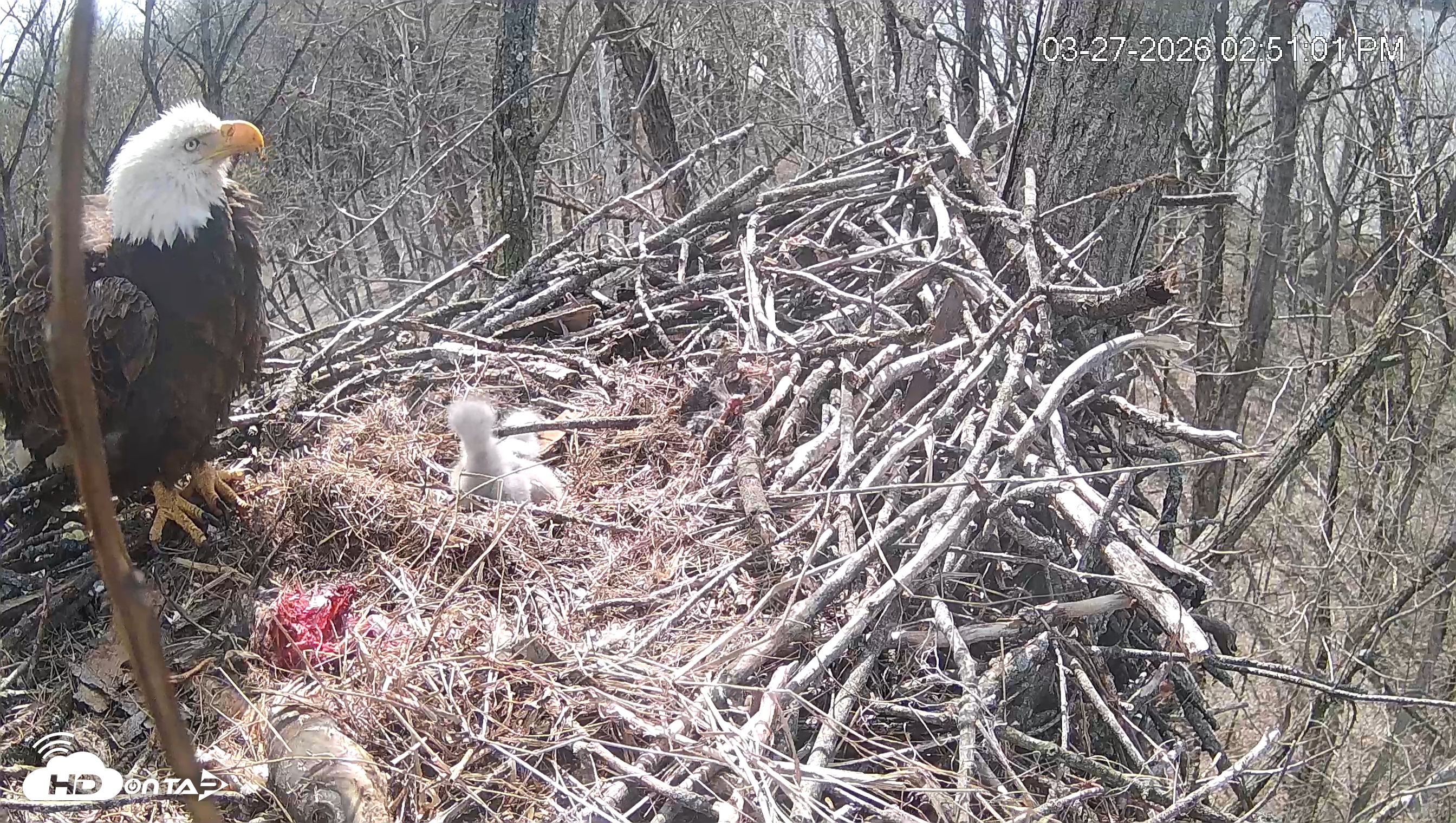 Snapshot of Cardinal Land Conservancy Eagles Live Webcam taken Mar 27, 2026, 2:51pm EDT