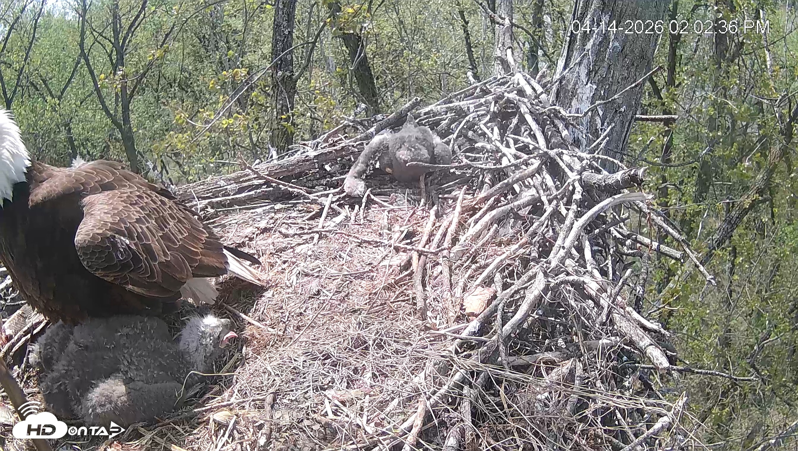 Snapshot of Cardinal Land Conservancy Eagles Live Webcam taken Apr 14, 2026, 2:03pm EDT