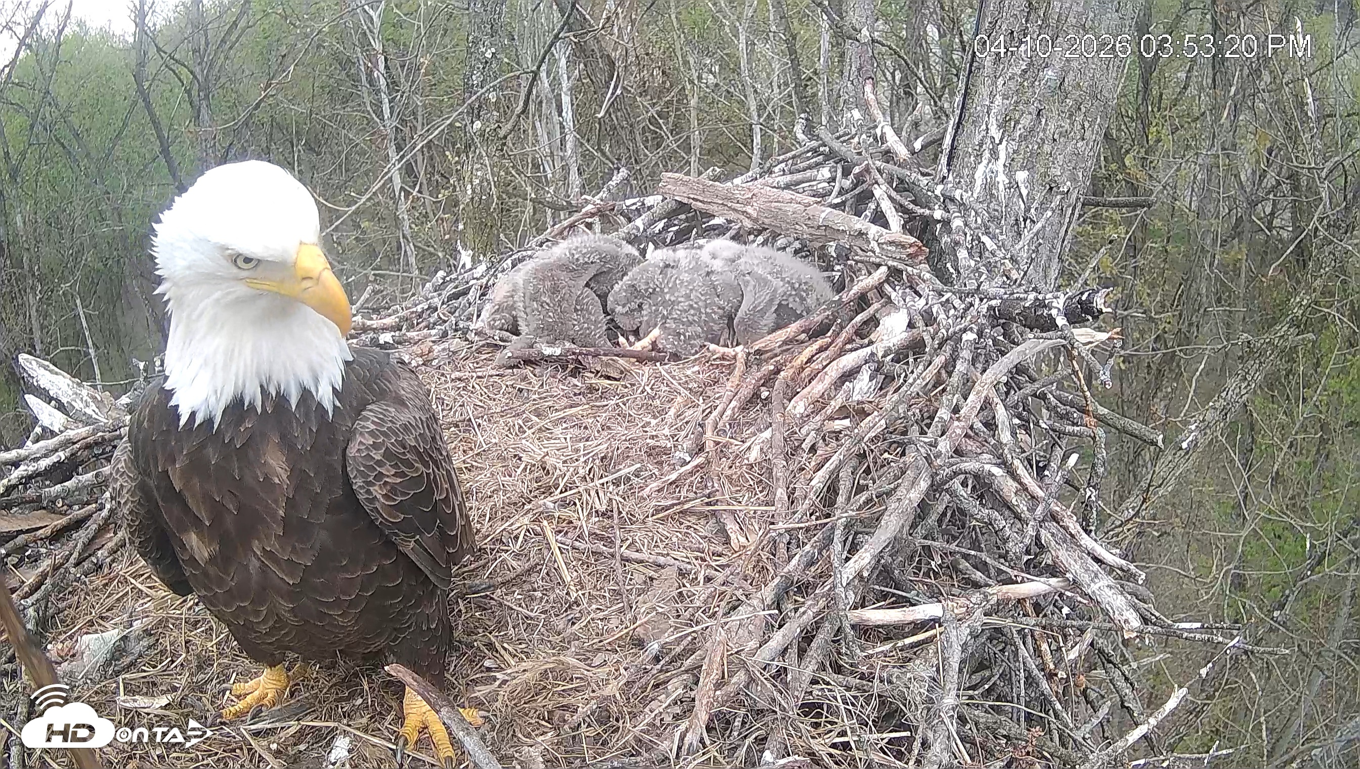 Snapshot of Cardinal Land Conservancy Eagles Live Webcam taken Apr 10, 2026, 3:54pm EDT