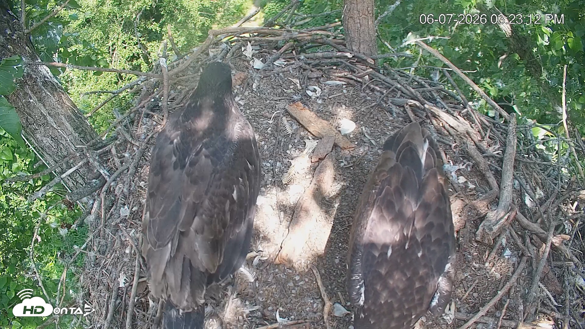 Snapshot of Cardinal Land Conservancy Eagles Live Webcam taken Jun 7, 2026, 3:23pm EDT