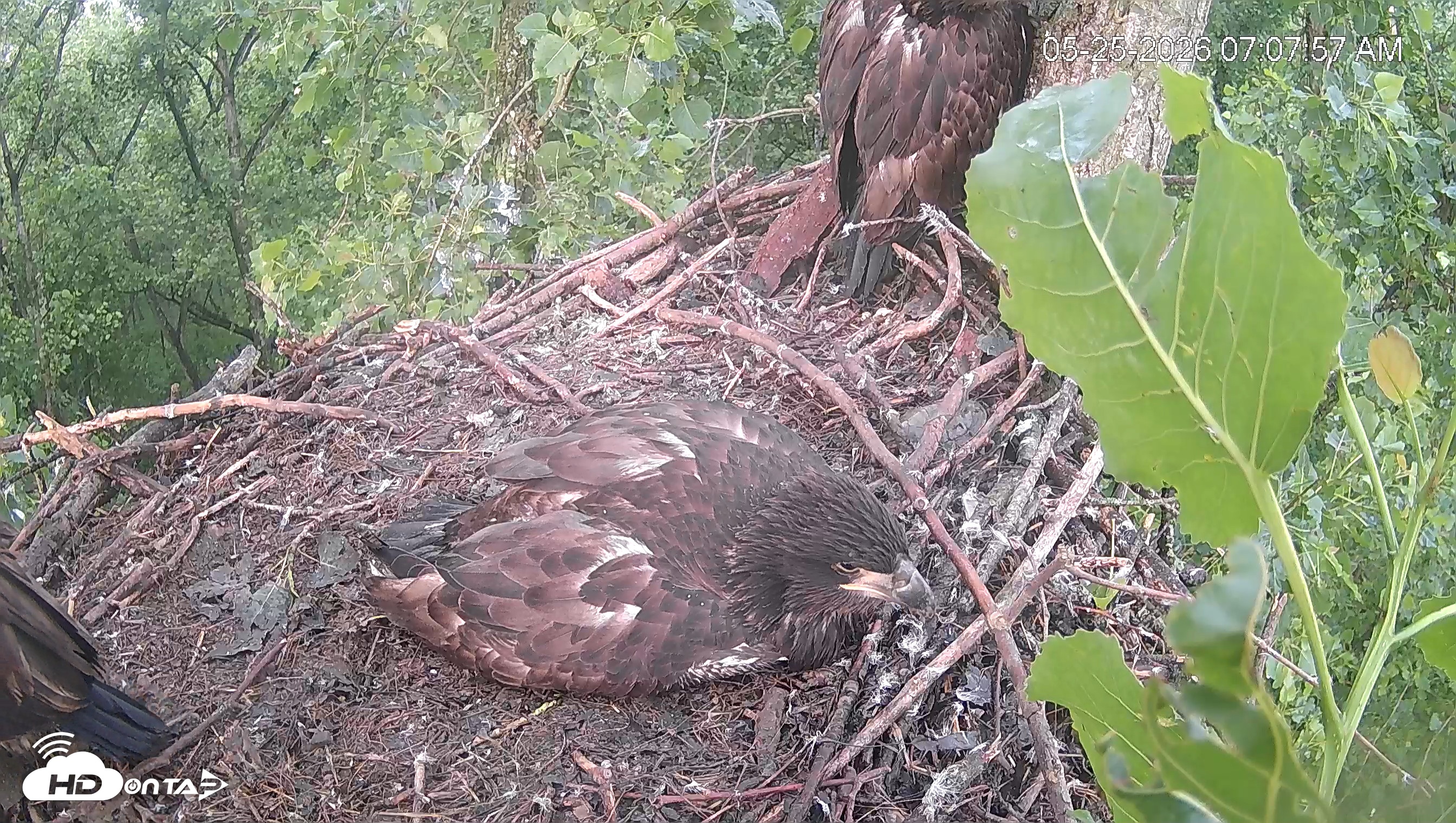Snapshot of Cardinal Land Conservancy Eagles Live Webcam taken May 25, 2026, 7:10am EDT