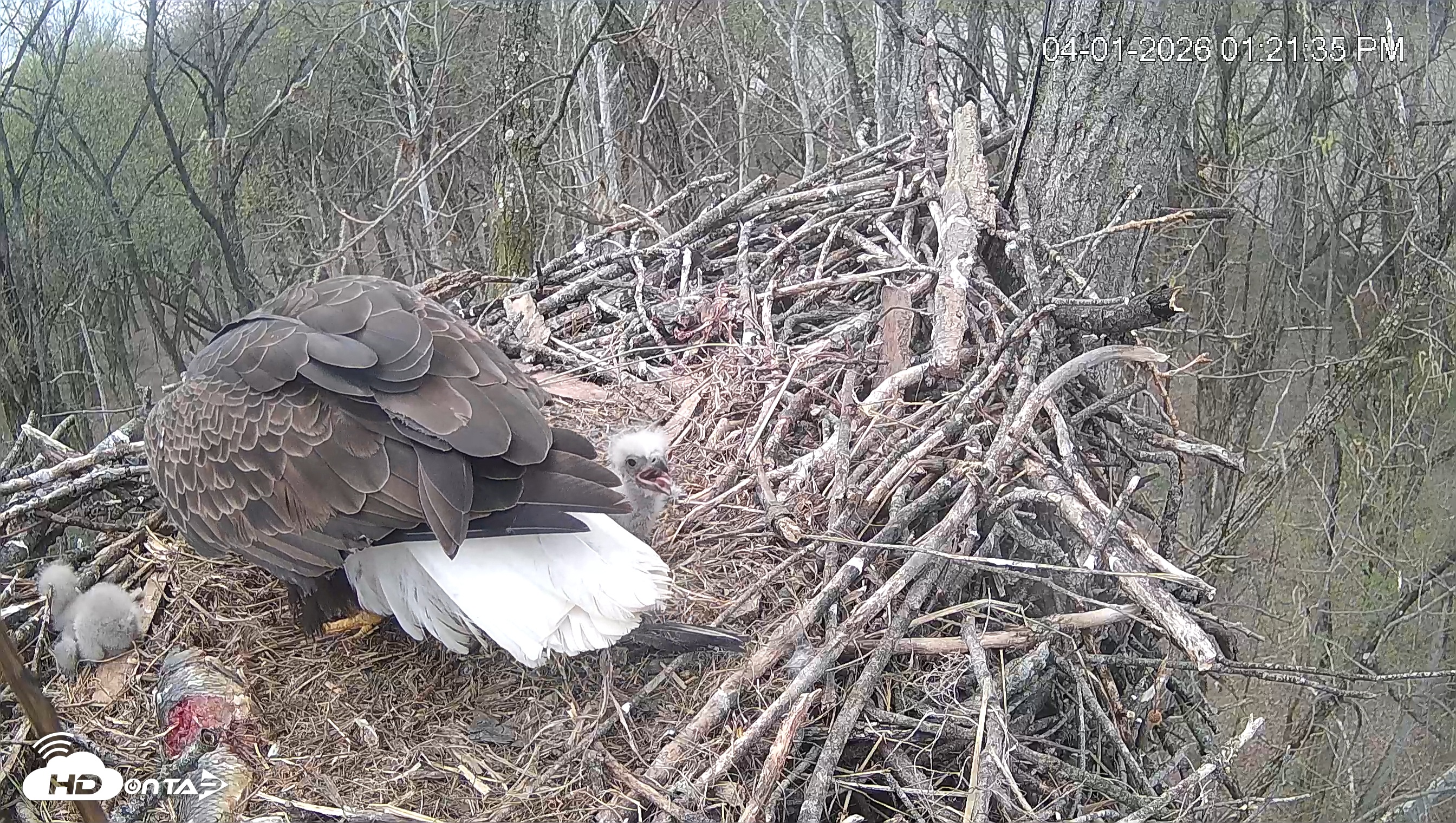 Snapshot of Cardinal Land Conservancy Eagles Live Webcam taken Apr 1, 2026, 1:22pm EDT