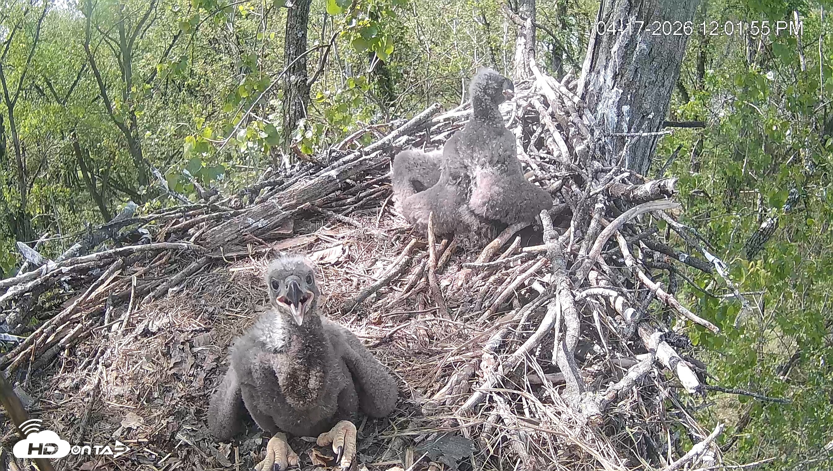 Snapshot of Cardinal Land Conservancy Eagles Live Webcam taken Apr 17, 2026, 12:02pm EDT