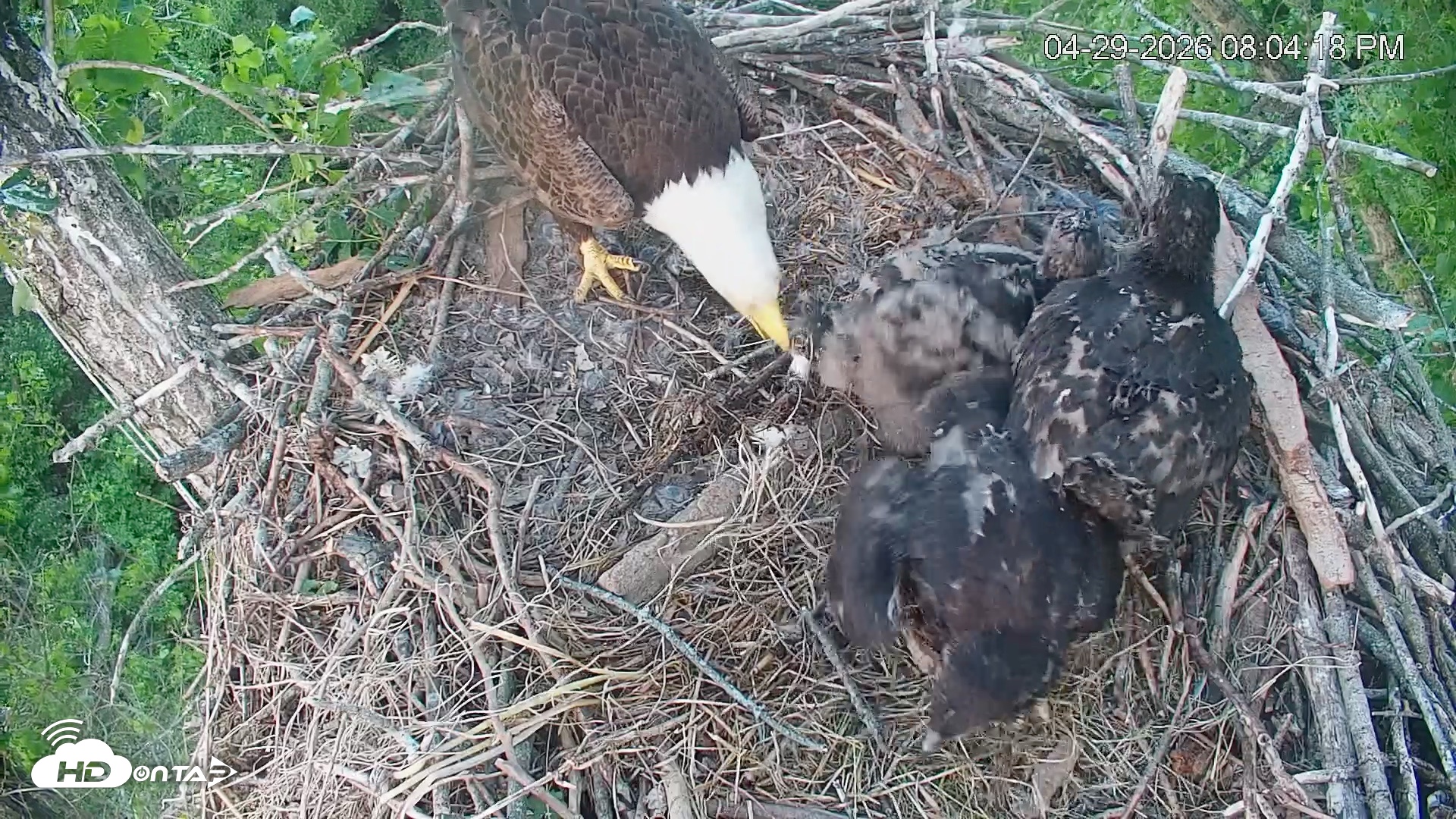Snapshot of Cardinal Land Conservancy Eagles Live Webcam taken Apr 29, 2026, 8:05pm EDT