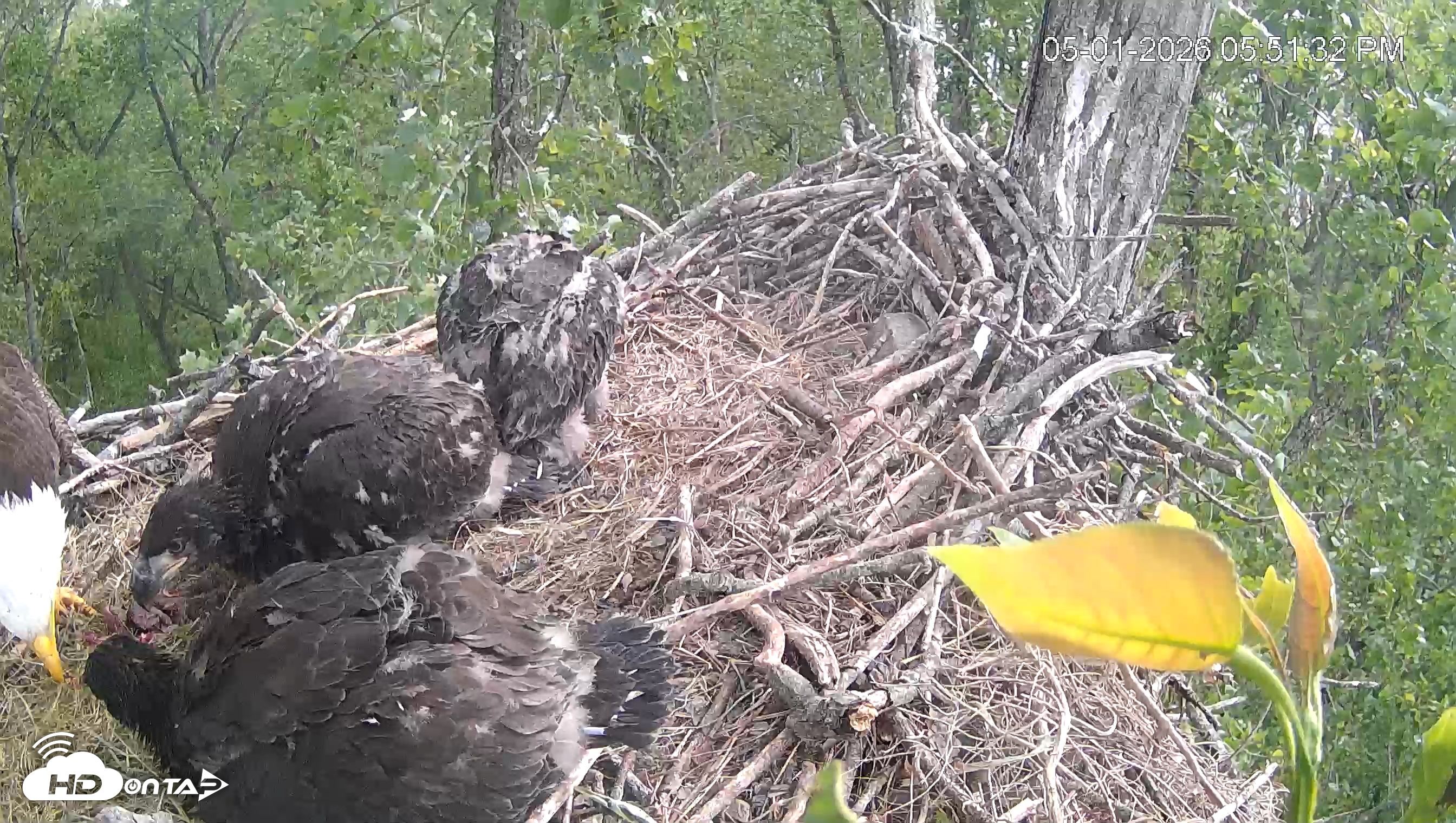 Snapshot of Cardinal Land Conservancy Eagles Live Webcam taken May 1, 2026, 5:52pm EDT