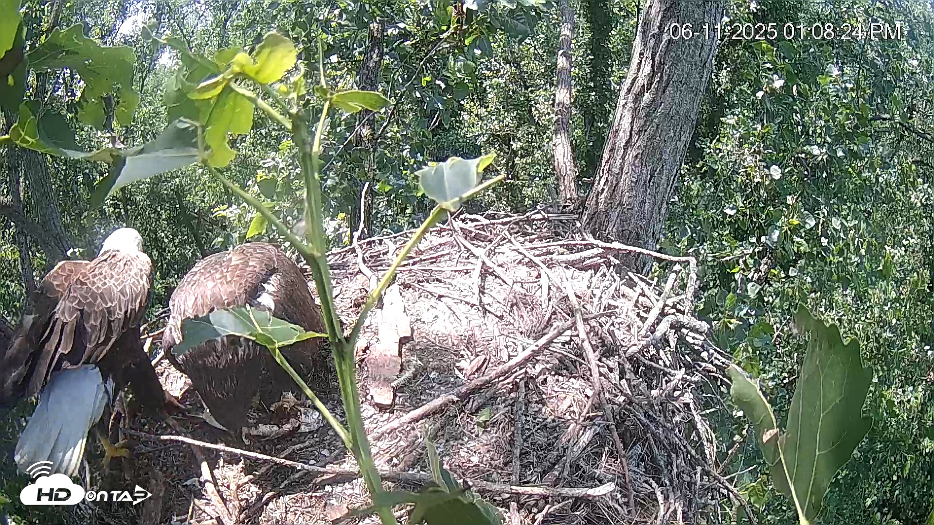 Snapshot of Cardinal Land Conservancy Eagles Live Webcam taken Jun 11, 2025, 1:09pm EDT