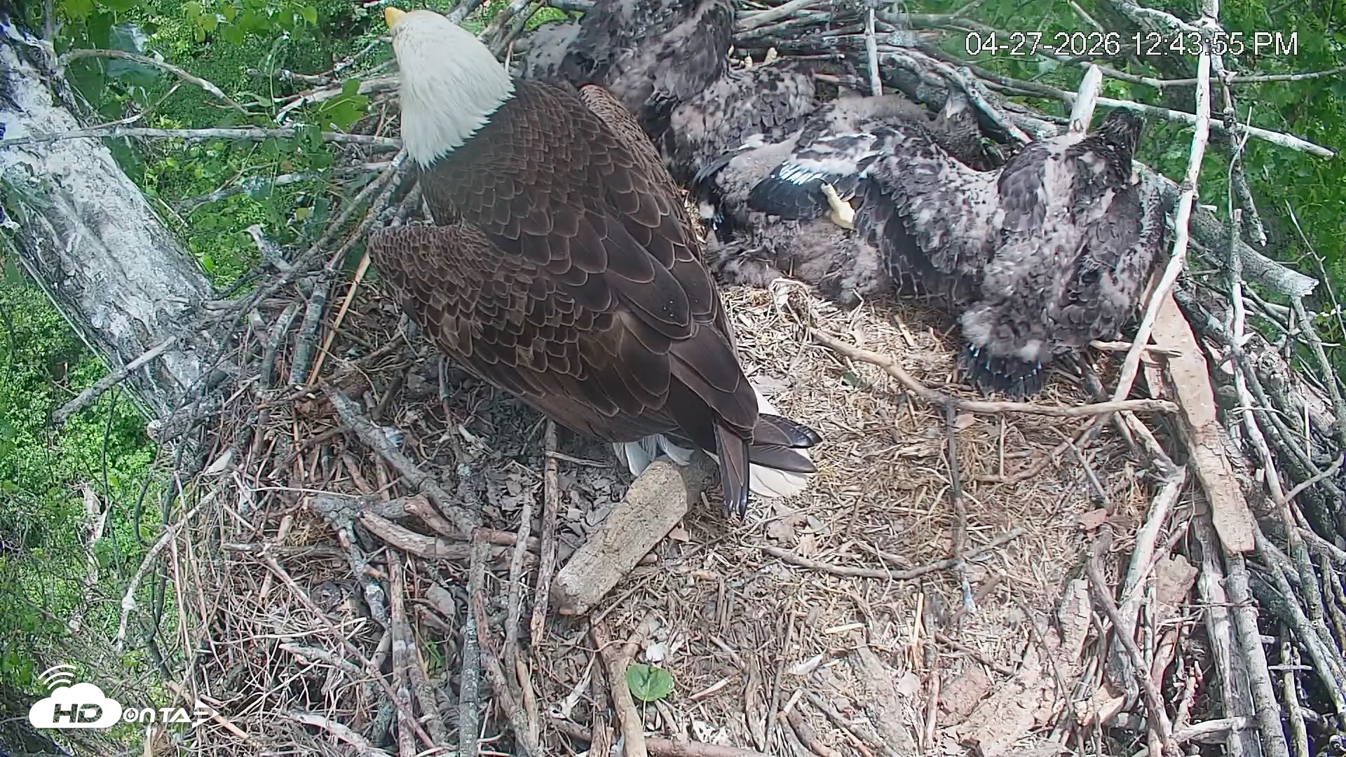 Snapshot of Cardinal Land Conservancy Eagles Live Webcam taken Apr 27, 2026, 12:44pm EDT