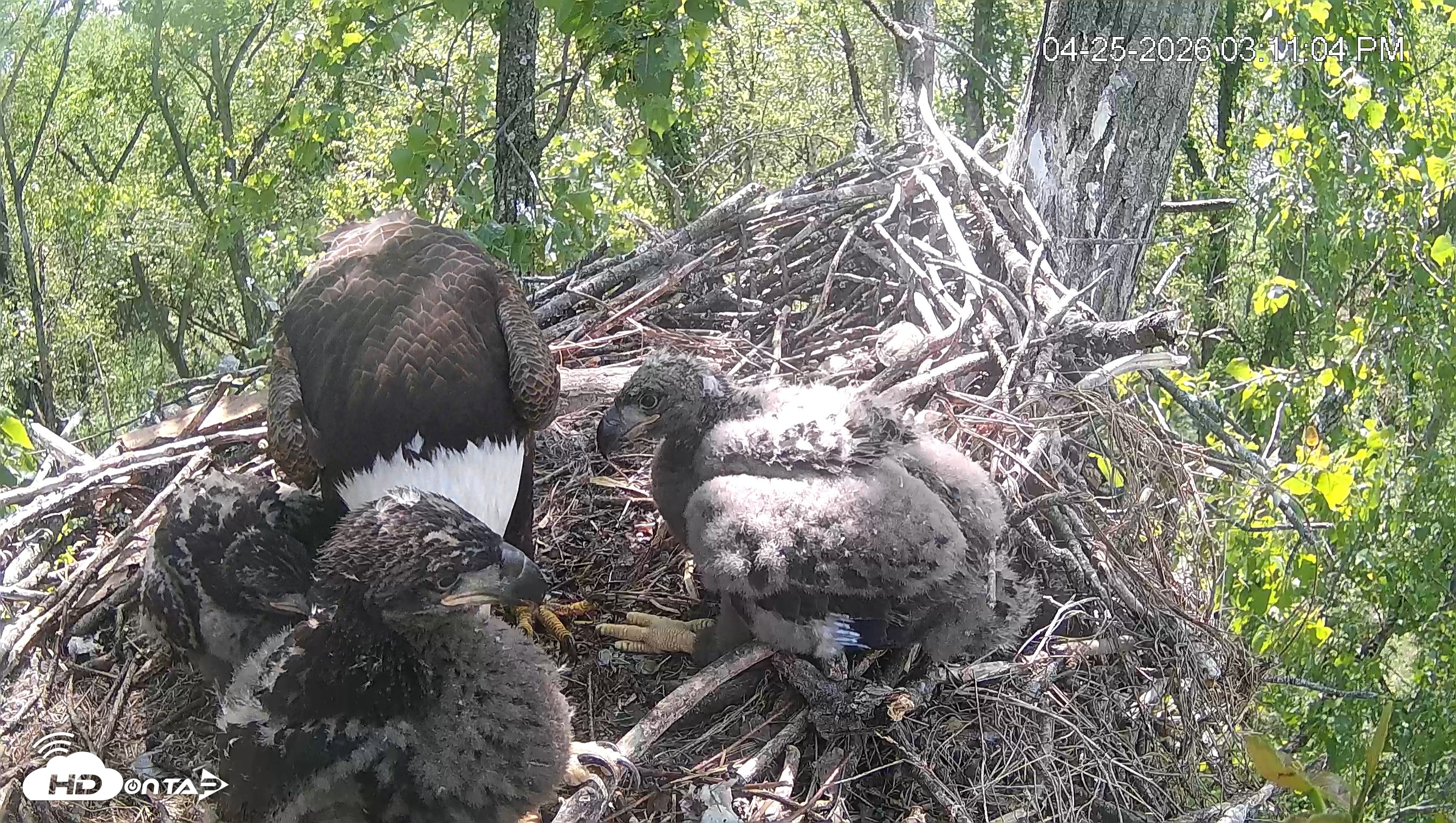 Snapshot of Cardinal Land Conservancy Eagles Live Webcam taken Apr 25, 2026, 3:11pm EDT