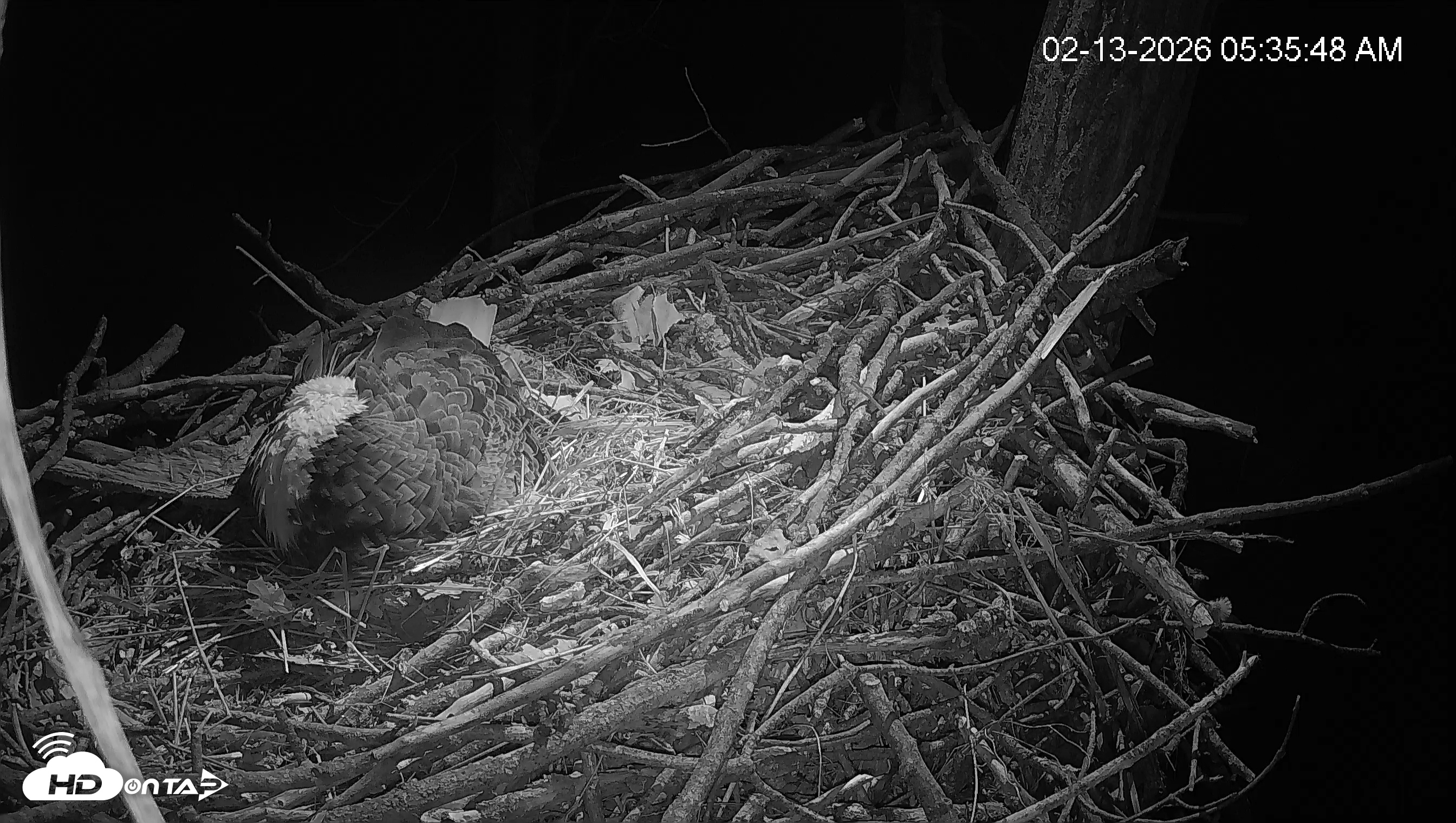 Snapshot of Cardinal Land Conservancy Eagles Live Webcam taken Feb 13, 2026, 5:36am EST
