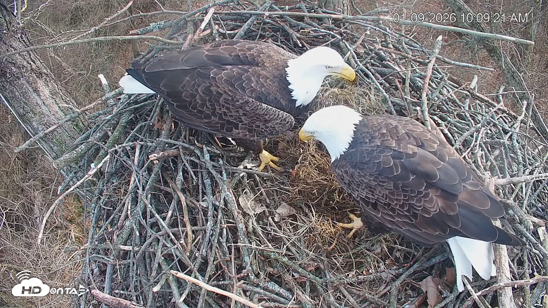 Snapshot of Cardinal Land Conservancy Eagles Live Webcam taken Jan 9, 2026, 10:09am EST