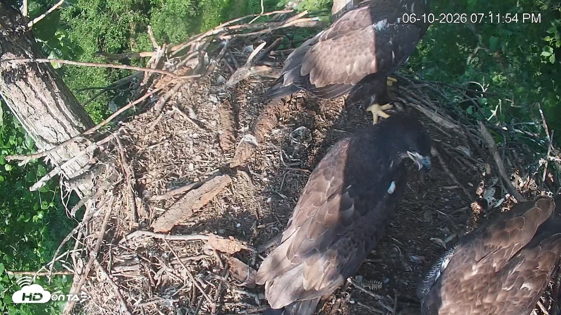 Snapshot of Cardinal Land Conservancy Eagles Live Webcam taken Jun 10, 2026, 7:12pm EDT