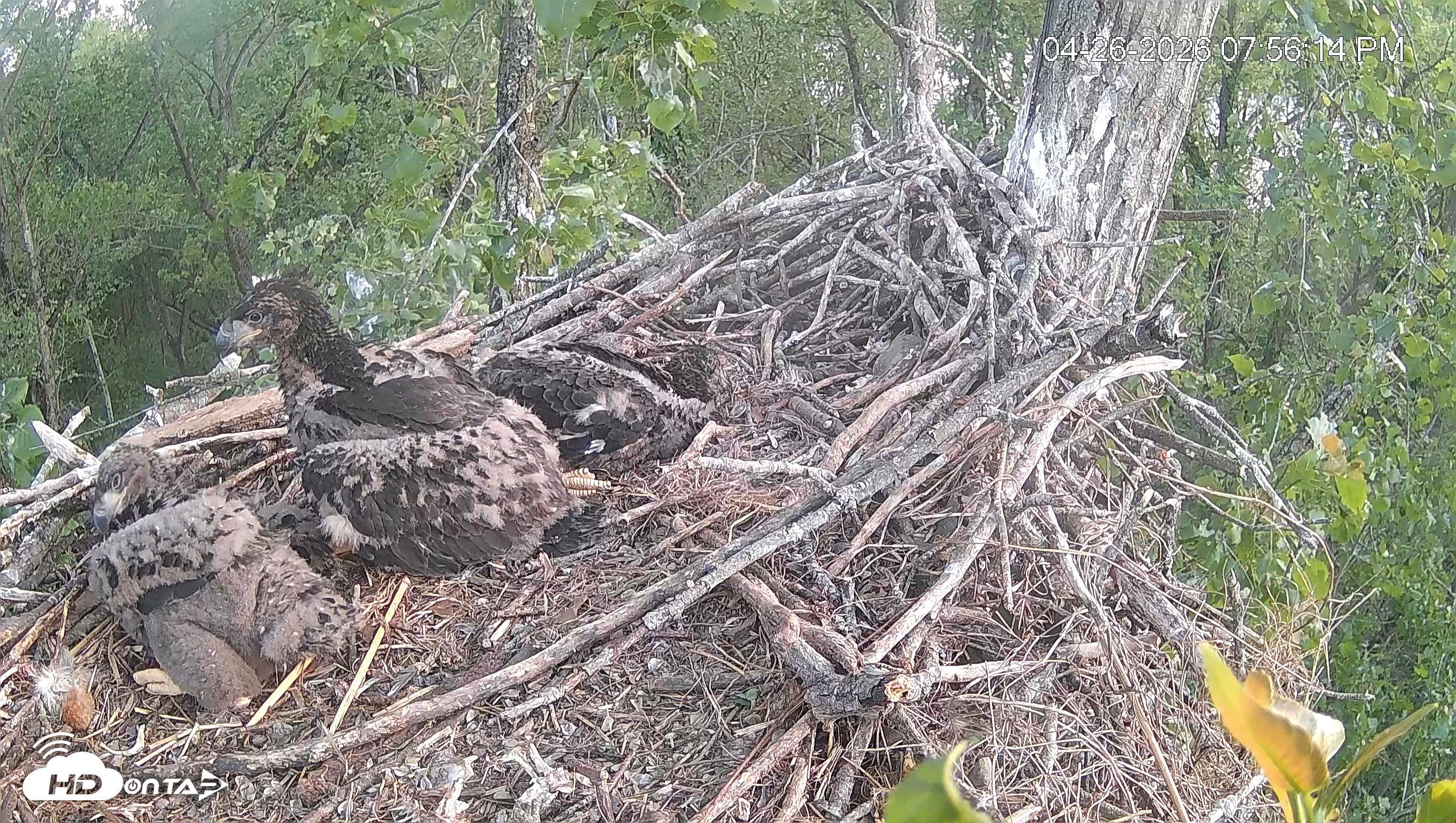 Snapshot of Cardinal Land Conservancy Eagles Live Webcam taken Apr 26, 2026, 7:56pm EDT