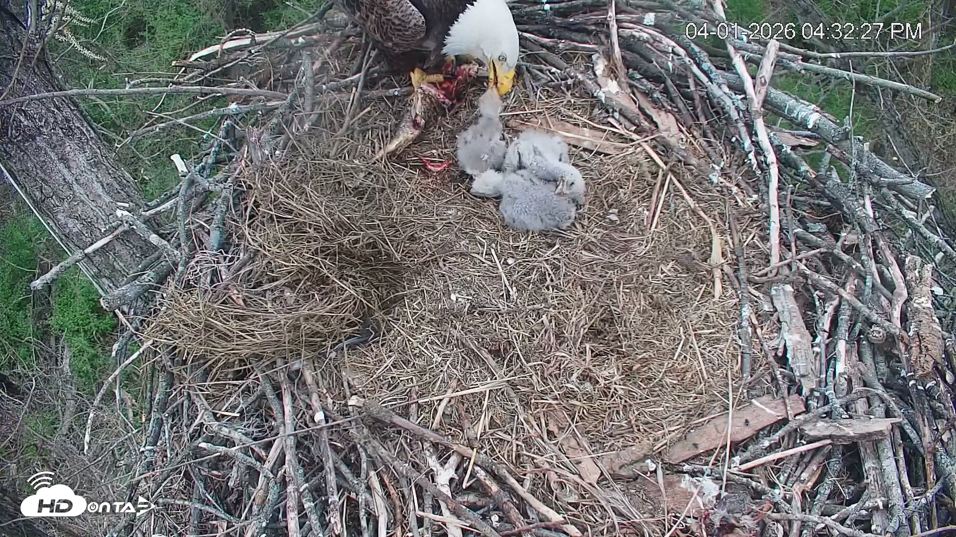 Snapshot of Cardinal Land Conservancy Eagles Live Webcam taken Apr 1, 2026, 4:33pm EDT