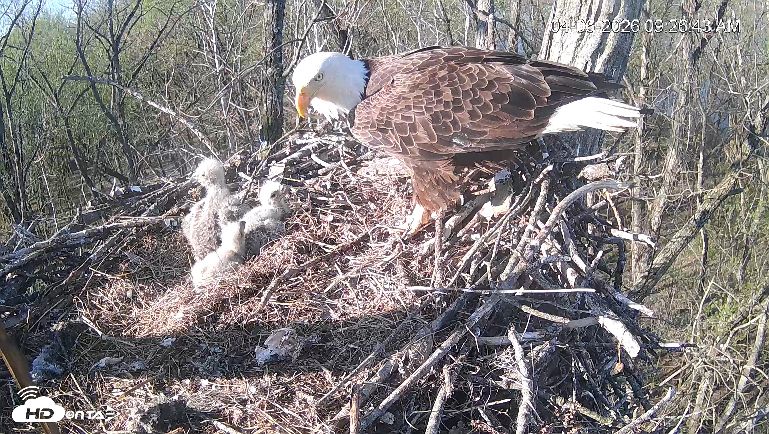 Snapshot of Cardinal Land Conservancy Eagles Live Webcam taken Apr 6, 2026, 9:27am EDT