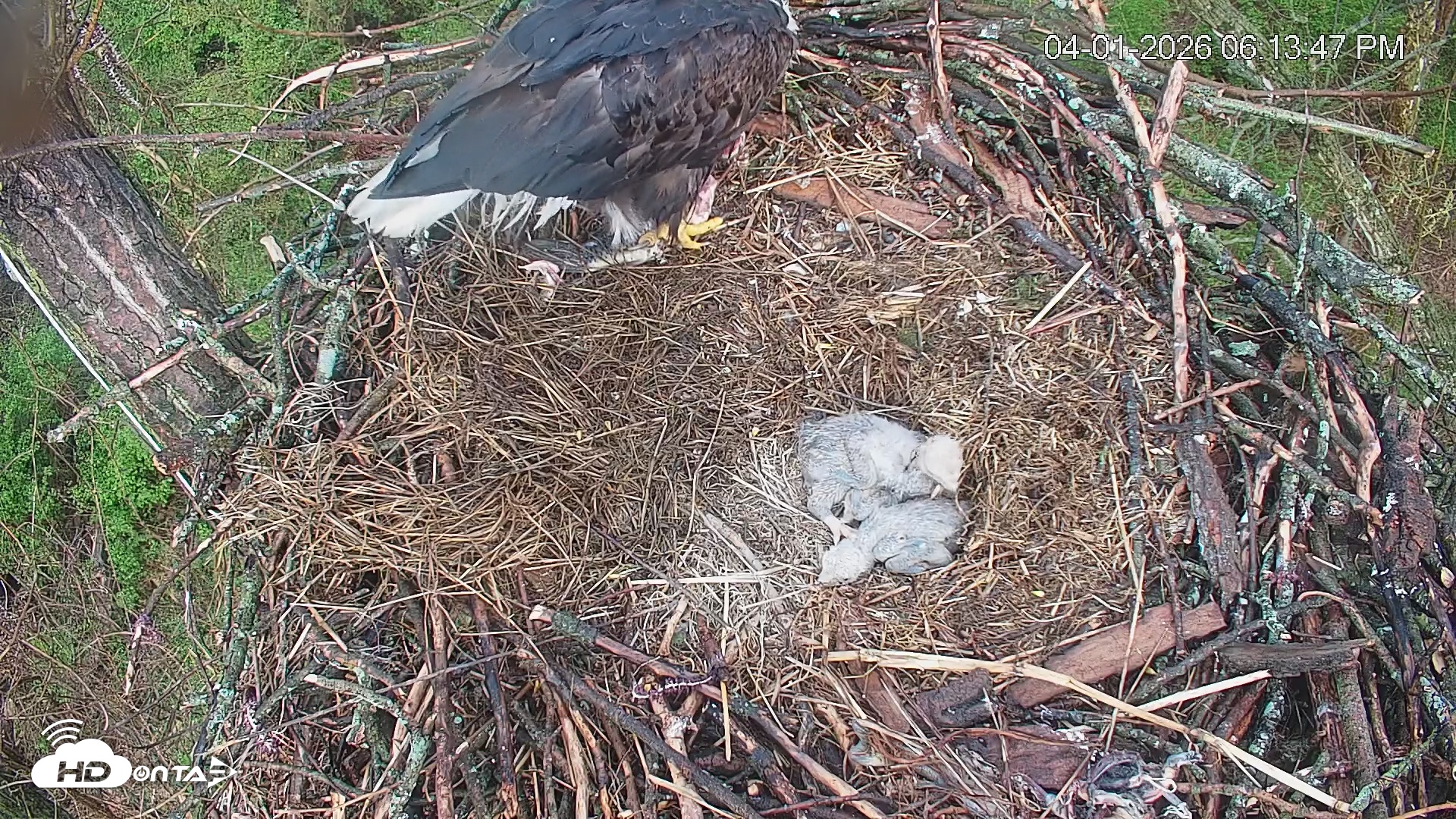 Snapshot of Cardinal Land Conservancy Eagles Live Webcam taken Apr 1, 2026, 6:14pm EDT