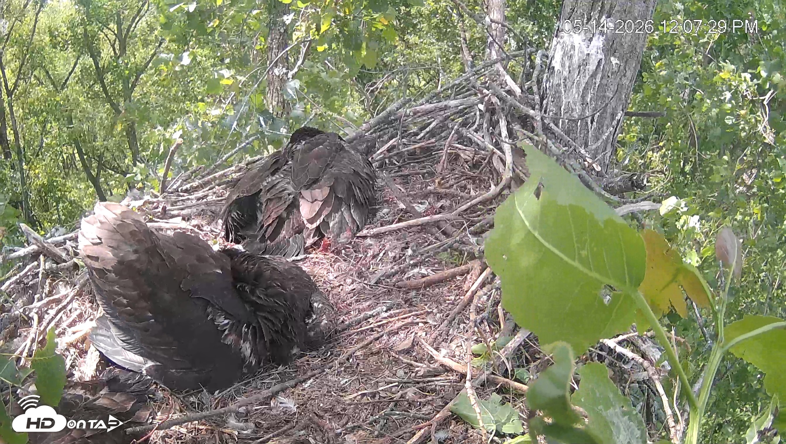 Snapshot of Cardinal Land Conservancy Eagles Live Webcam taken May 14, 2026, 12:08pm EDT
