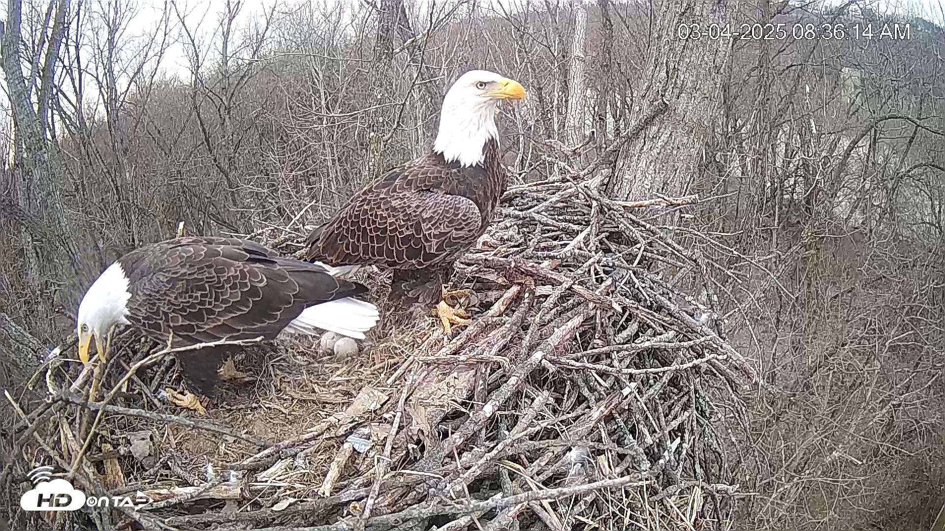 Snapshot of Cardinal Land Conservancy Eagles Live Webcam taken Mar 4, 2025, 8:36am EST