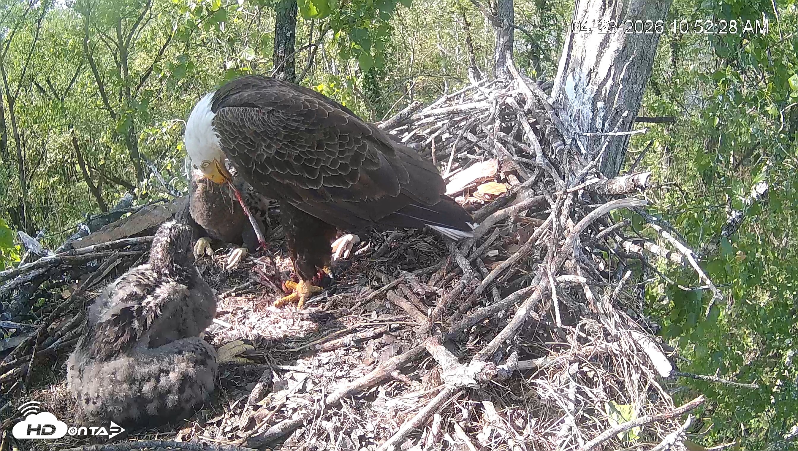 Snapshot of Cardinal Land Conservancy Eagles Live Webcam taken Apr 23, 2026, 10:53am EDT