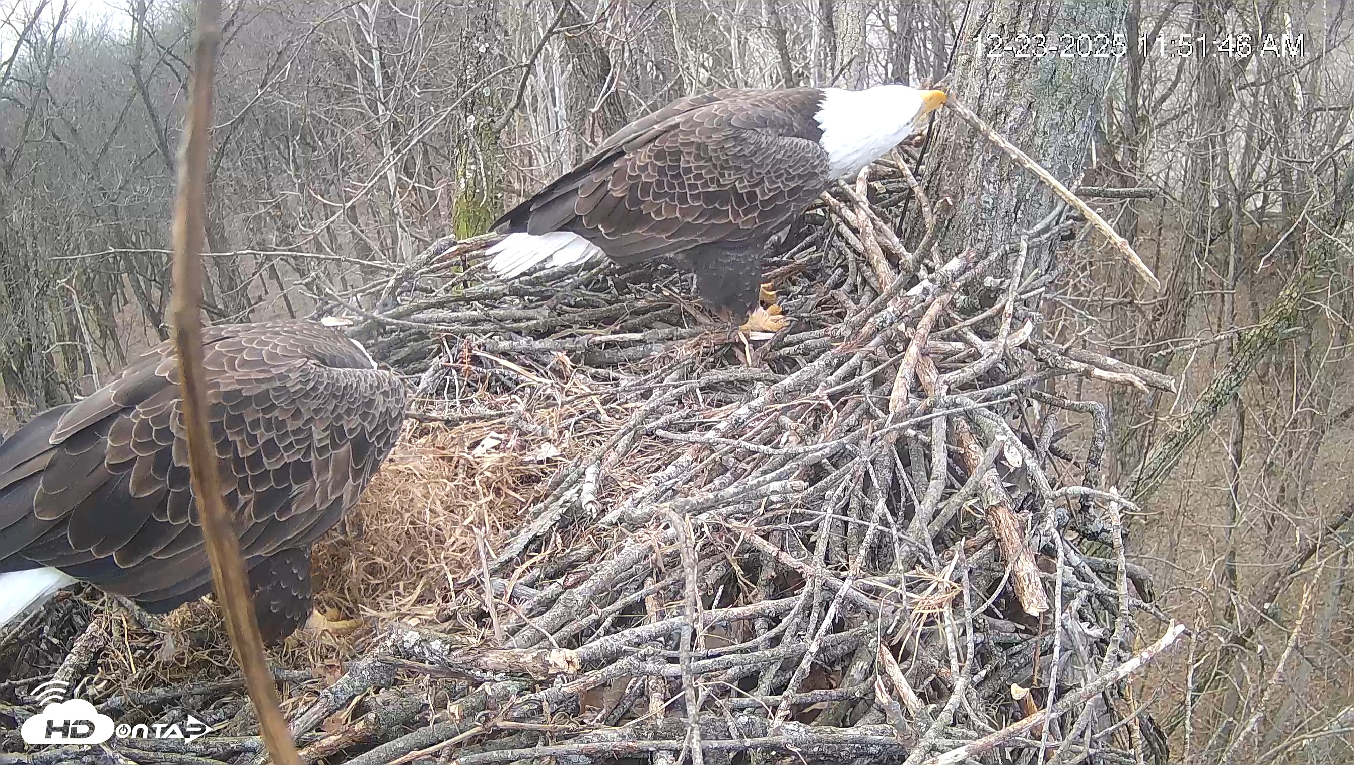 Snapshot of Cardinal Land Conservancy Eagles Live Webcam taken Dec 23, 2025, 11:52am EST
