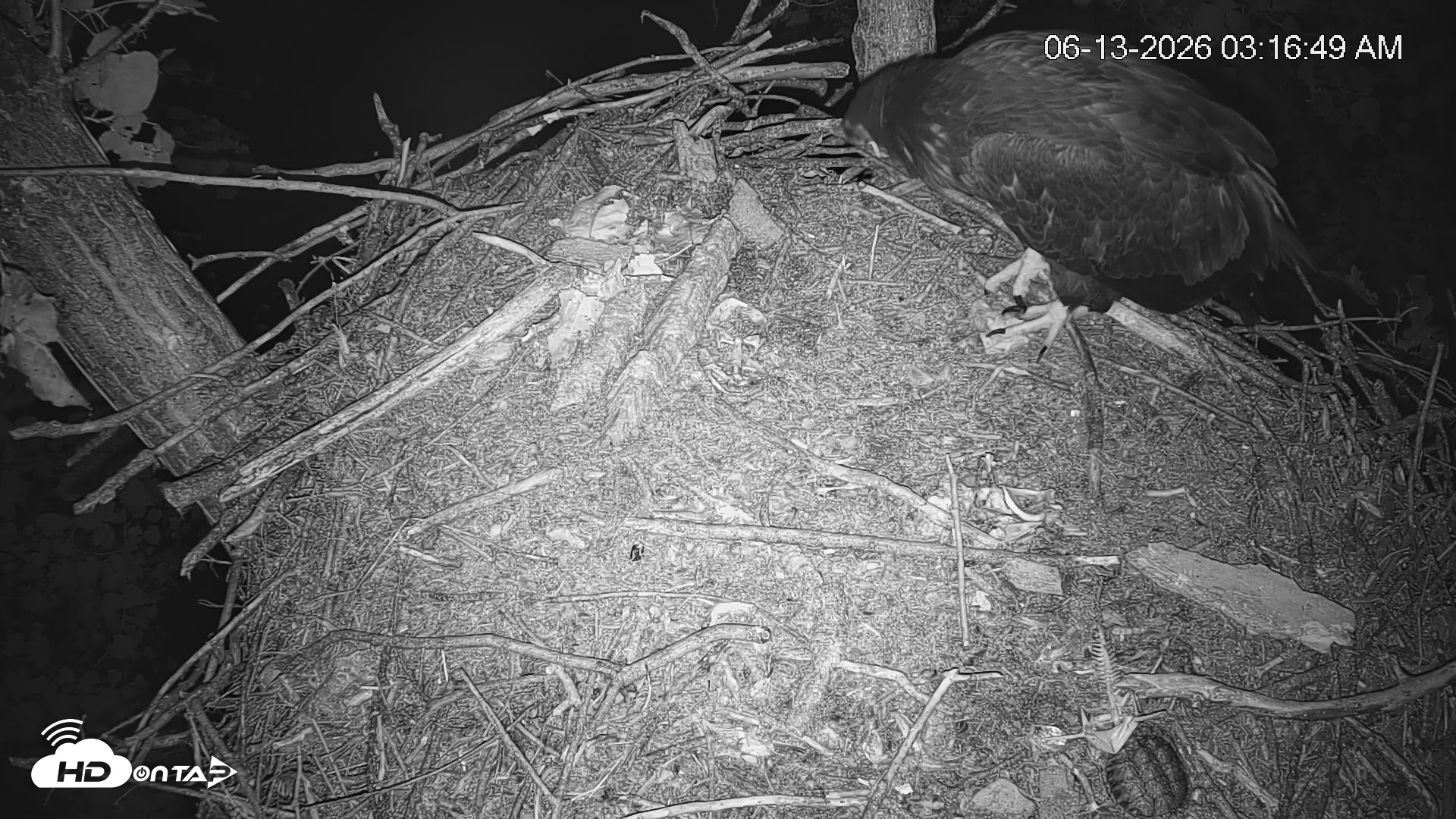 Snapshot of Cardinal Land Conservancy Eagles Live Webcam taken Jun 13, 2026, 3:17am EDT