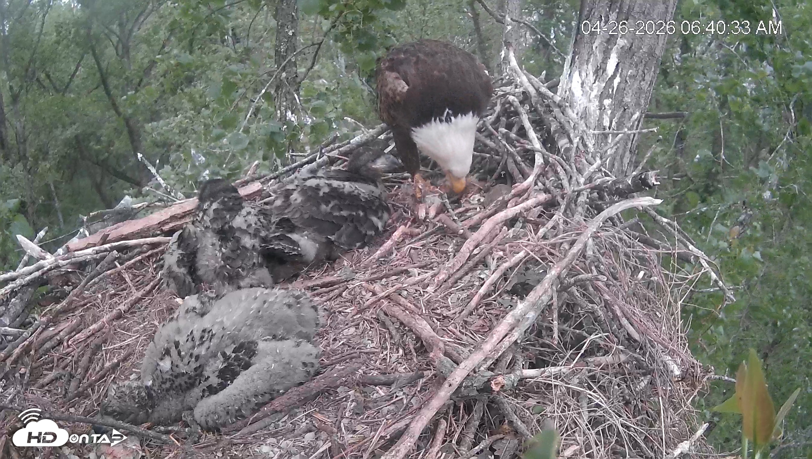Snapshot of Cardinal Land Conservancy Eagles Live Webcam taken Apr 26, 2026, 6:41am EDT
