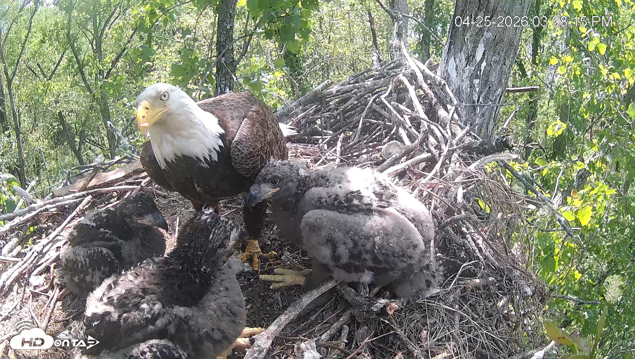 Snapshot of Cardinal Land Conservancy Eagles Live Webcam taken Apr 25, 2026, 3:09pm EDT