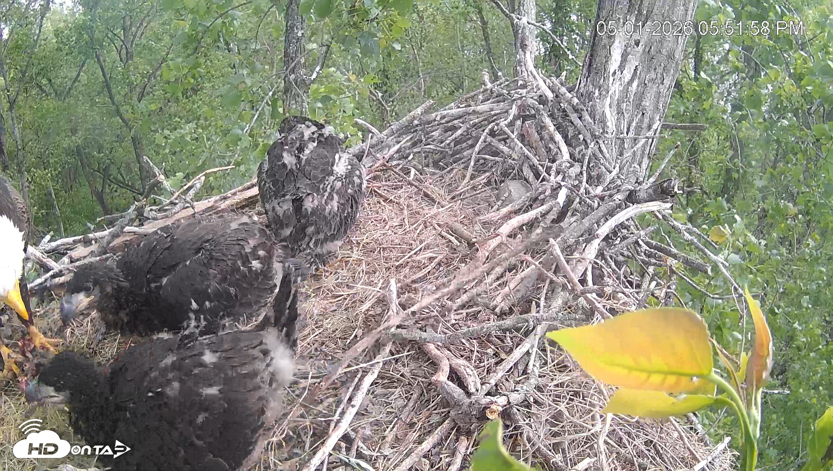 Snapshot of Cardinal Land Conservancy Eagles Live Webcam taken May 1, 2026, 5:52pm EDT