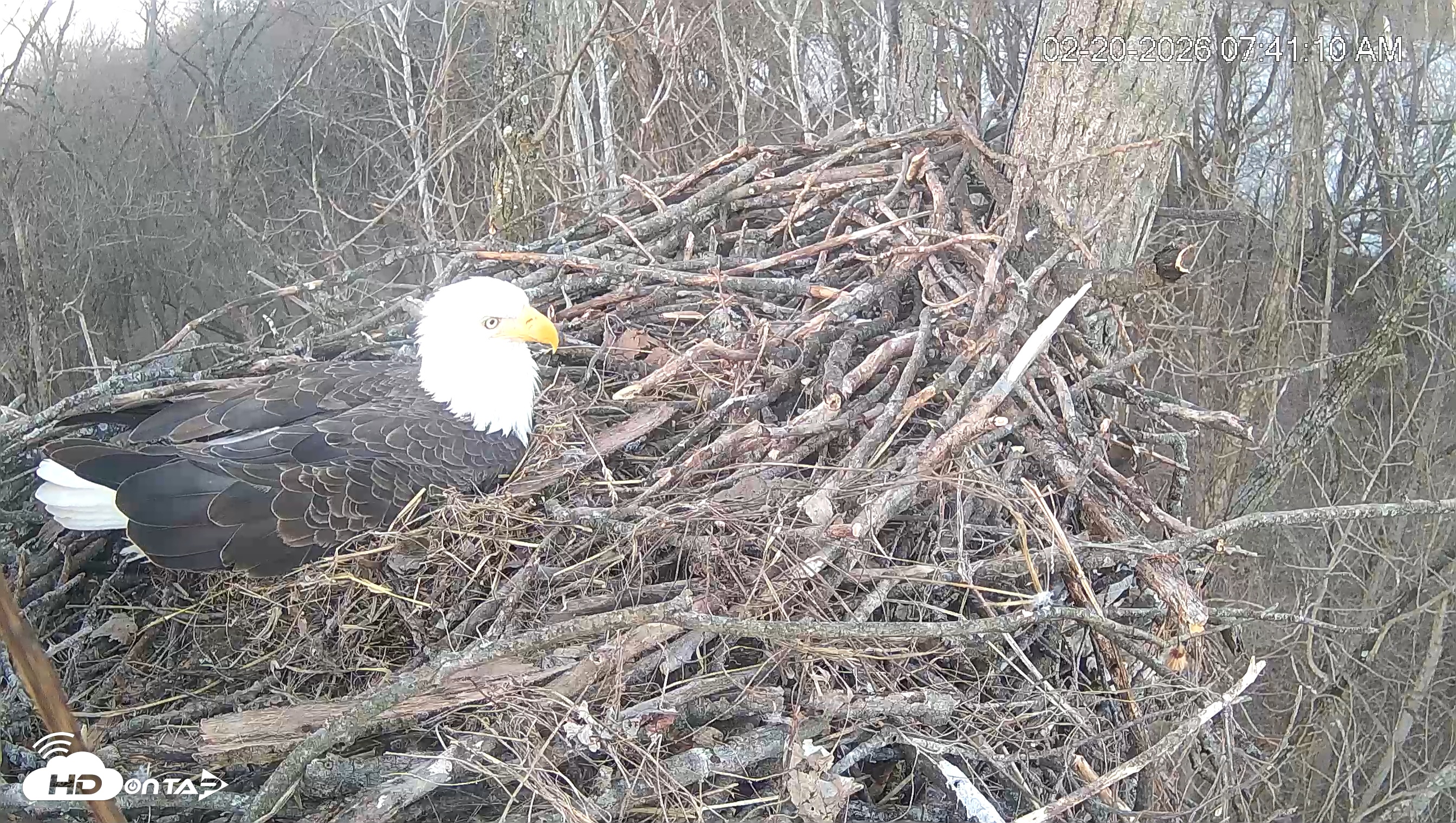 Snapshot of Cardinal Land Conservancy Eagles Live Webcam taken Feb 20, 2026, 7:41am EST