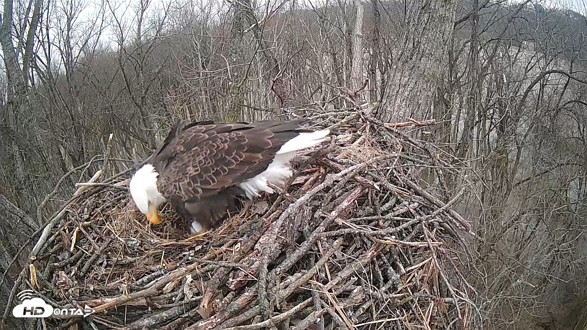 Snapshot of Cardinal Land Conservancy Eagles Live Webcam taken Feb 9, 2025, 6:14pm EST