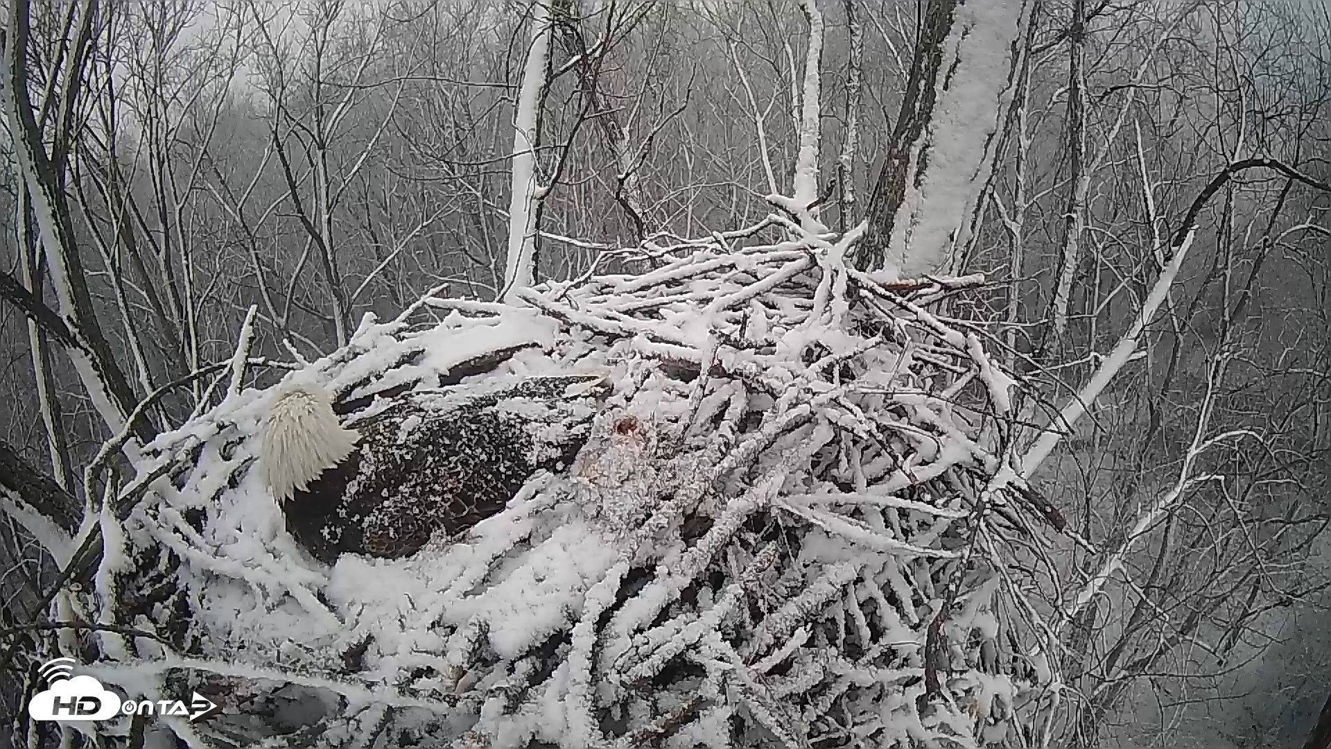 Snapshot of Cardinal Land Conservancy Eagles Live Webcam taken Feb 11, 2025, 6:21pm EST
