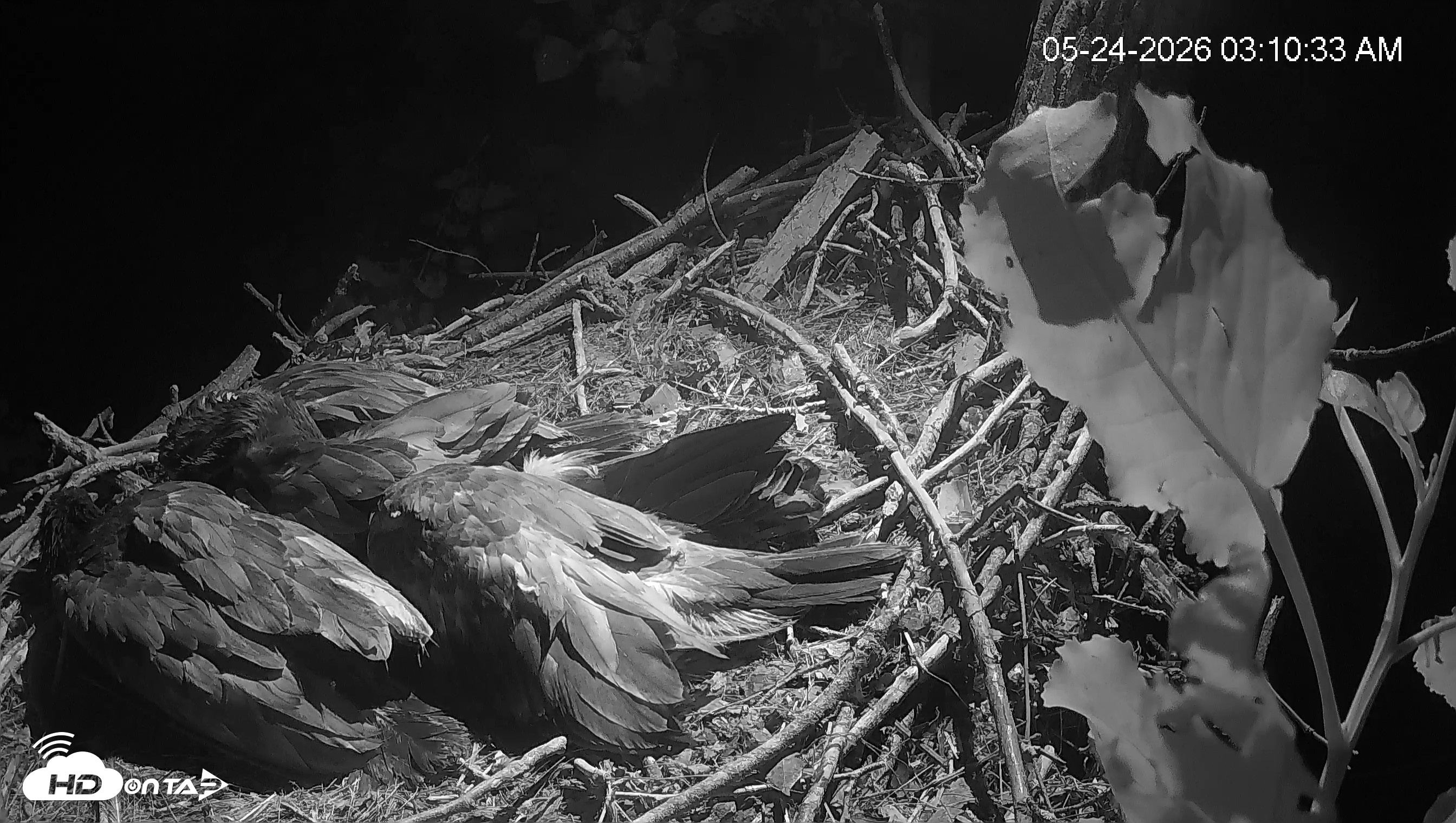 Snapshot of Cardinal Land Conservancy Eagles Live Webcam taken May 24, 2026, 3:11am EDT