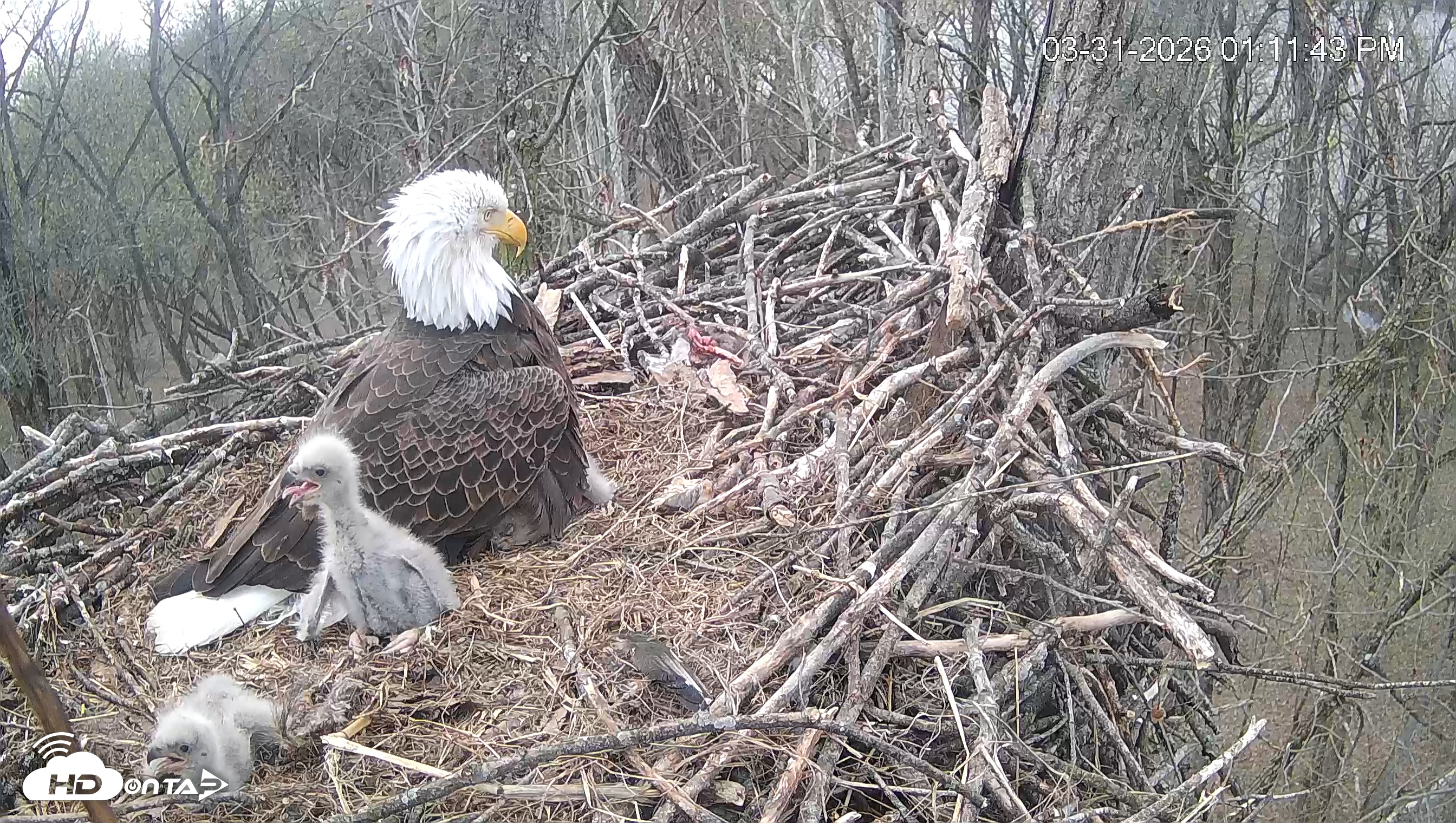 Snapshot of Cardinal Land Conservancy Eagles Live Webcam taken Mar 31, 2026, 1:12pm EDT