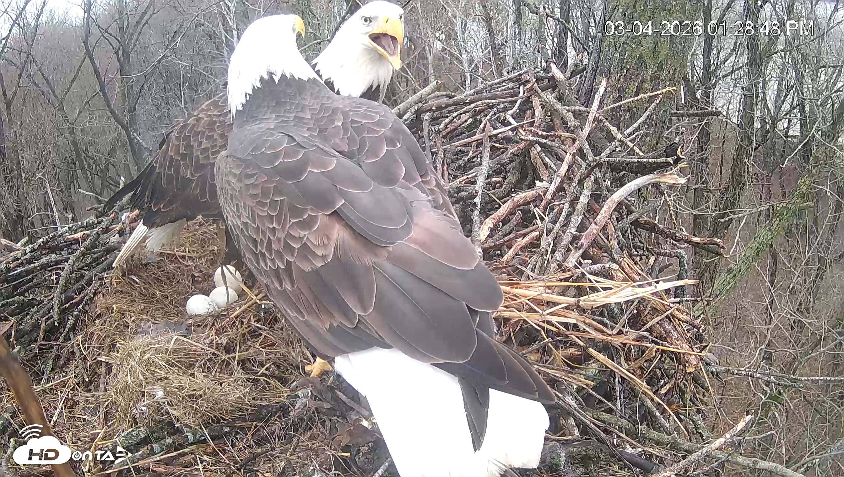 Snapshot of Cardinal Land Conservancy Eagles Live Webcam taken Mar 4, 2026, 1:29pm EST