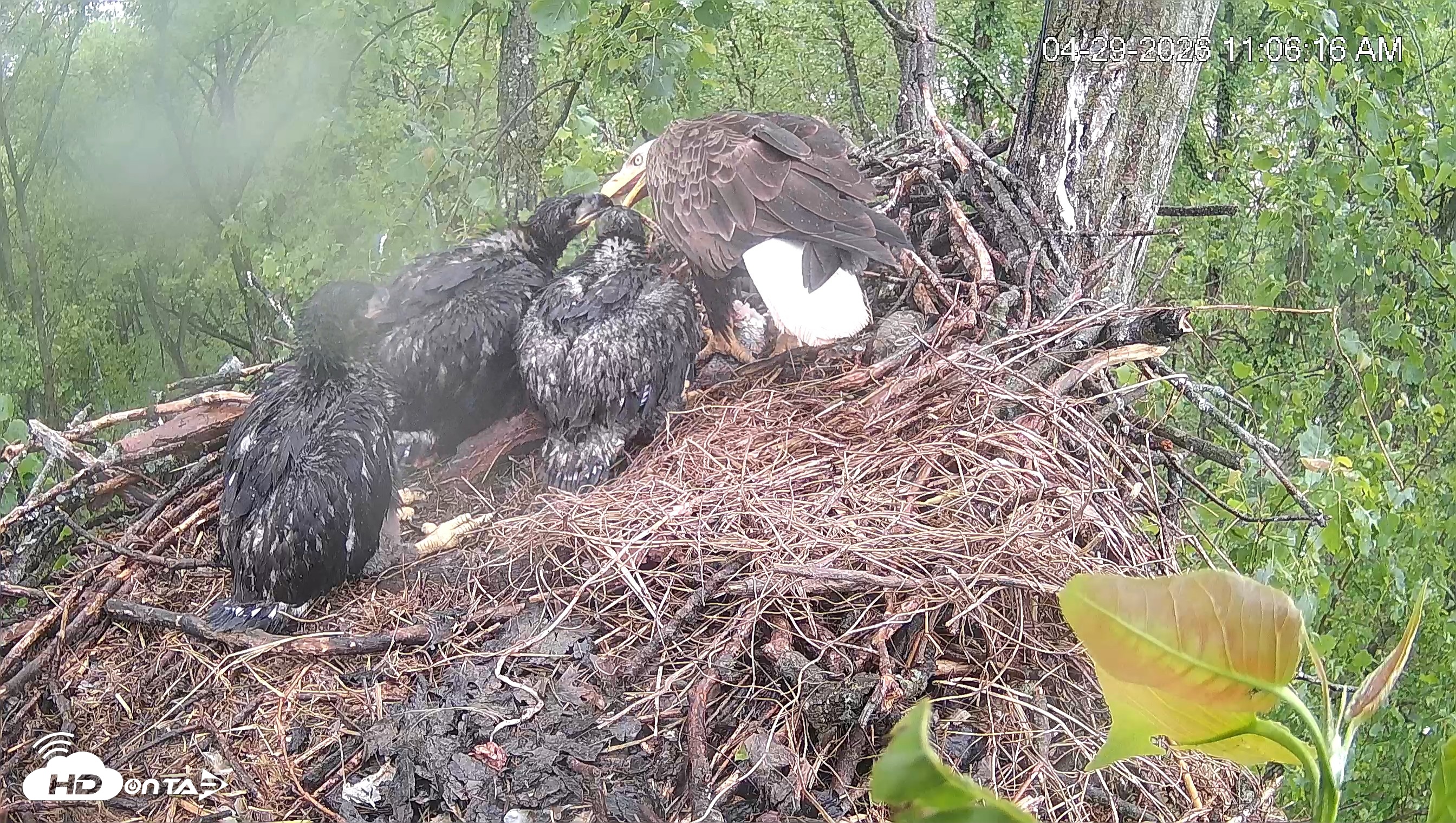 Snapshot of Cardinal Land Conservancy Eagles Live Webcam taken Apr 29, 2026, 11:08am EDT