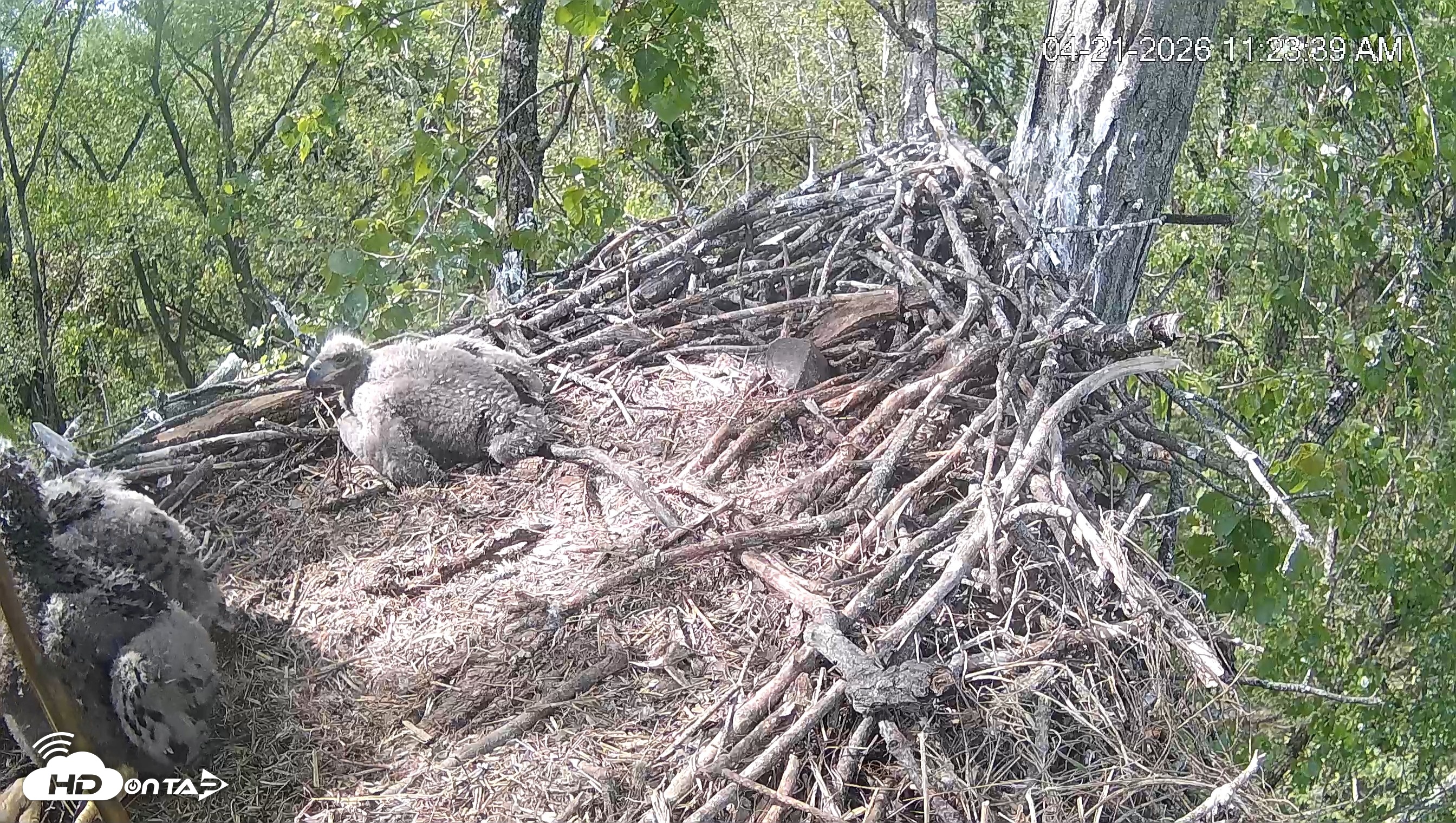 Snapshot of Cardinal Land Conservancy Eagles Live Webcam taken Apr 21, 2026, 11:24am EDT