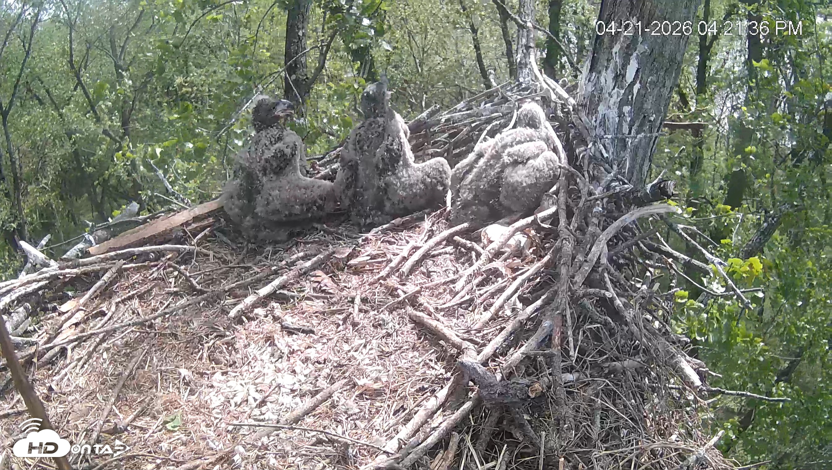 Snapshot of Cardinal Land Conservancy Eagles Live Webcam taken Apr 21, 2026, 4:22pm EDT