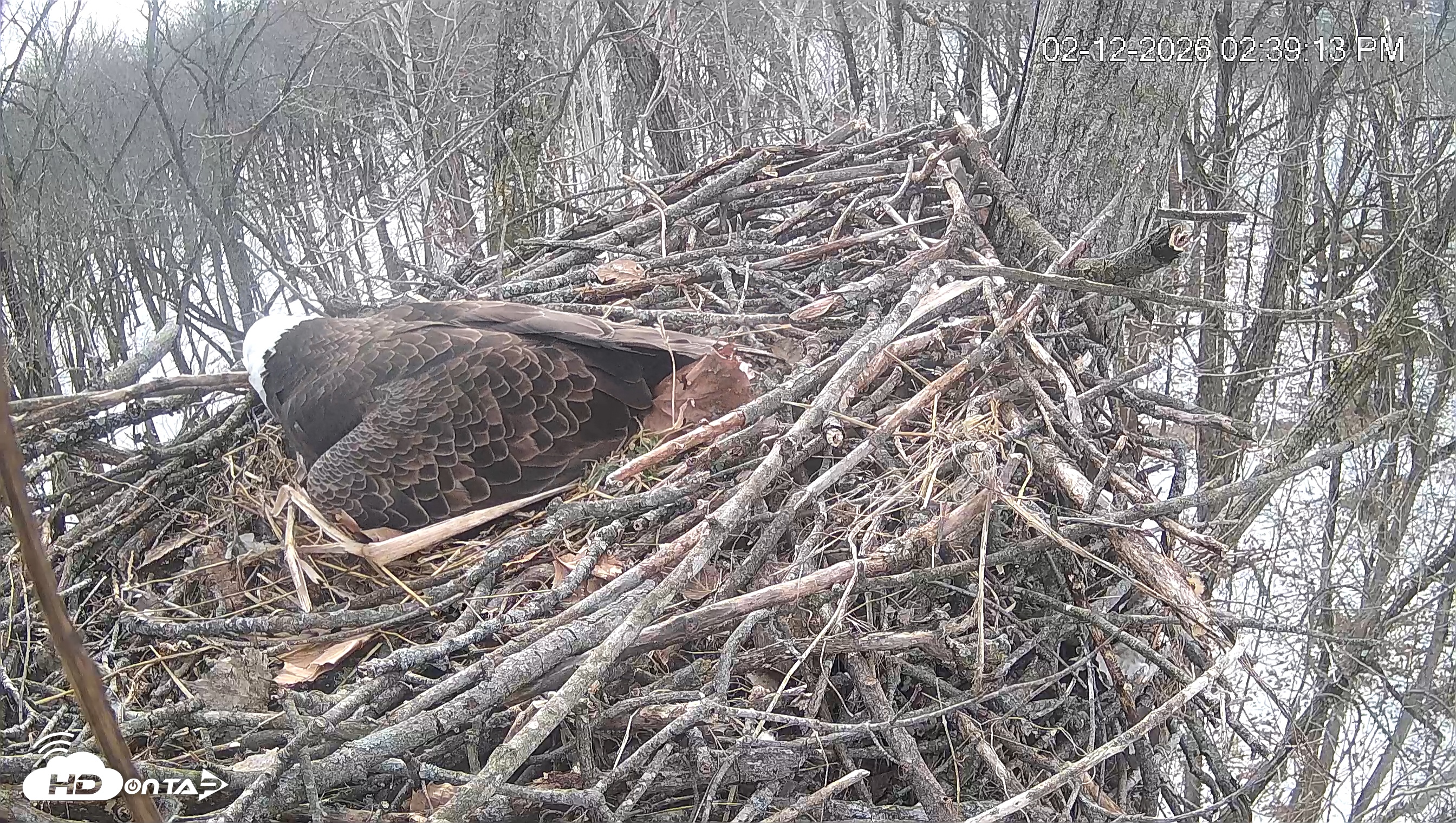 Snapshot of Cardinal Land Conservancy Eagles Live Webcam taken Feb 12, 2026, 2:40pm EST