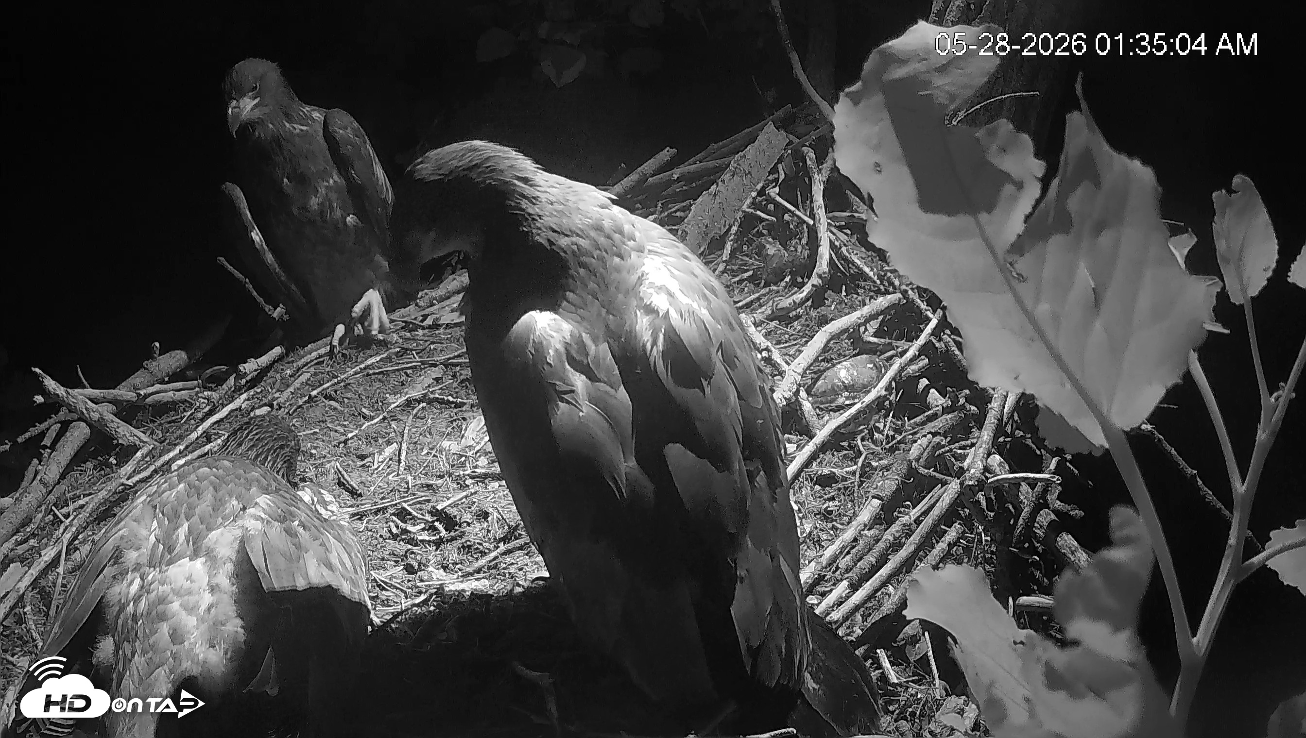 Snapshot of Cardinal Land Conservancy Eagles Live Webcam taken May 28, 2026, 1:35am EDT